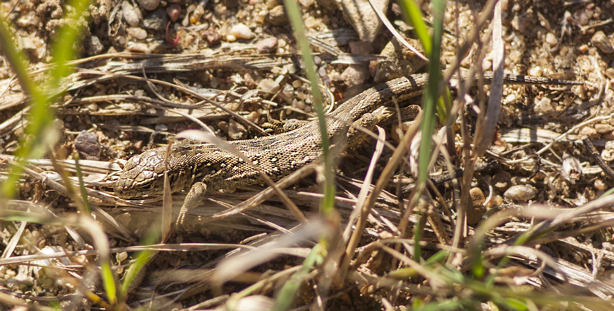 Canon EF 35-80mm f/4-5.6 sample photo. Sand lizard photography