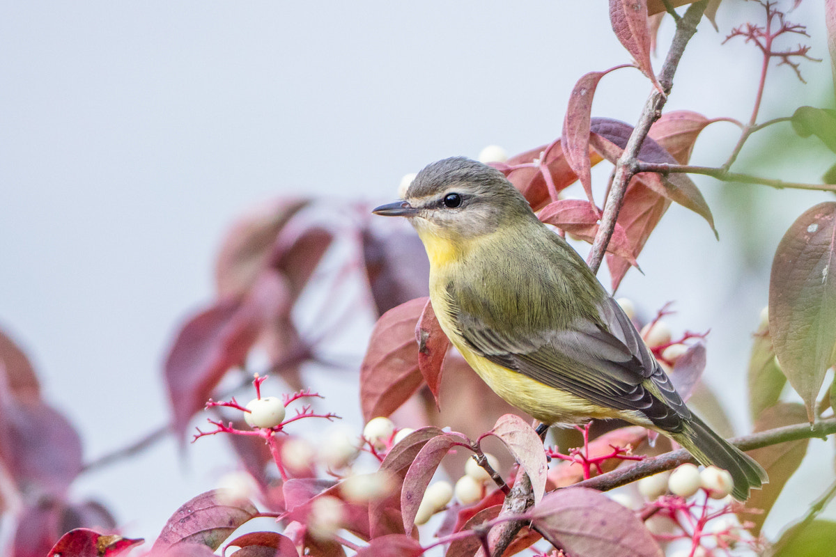 Canon EF 200-400mm F4L IS USM Extender 1.4x sample photo. Philadelphia vireo photography