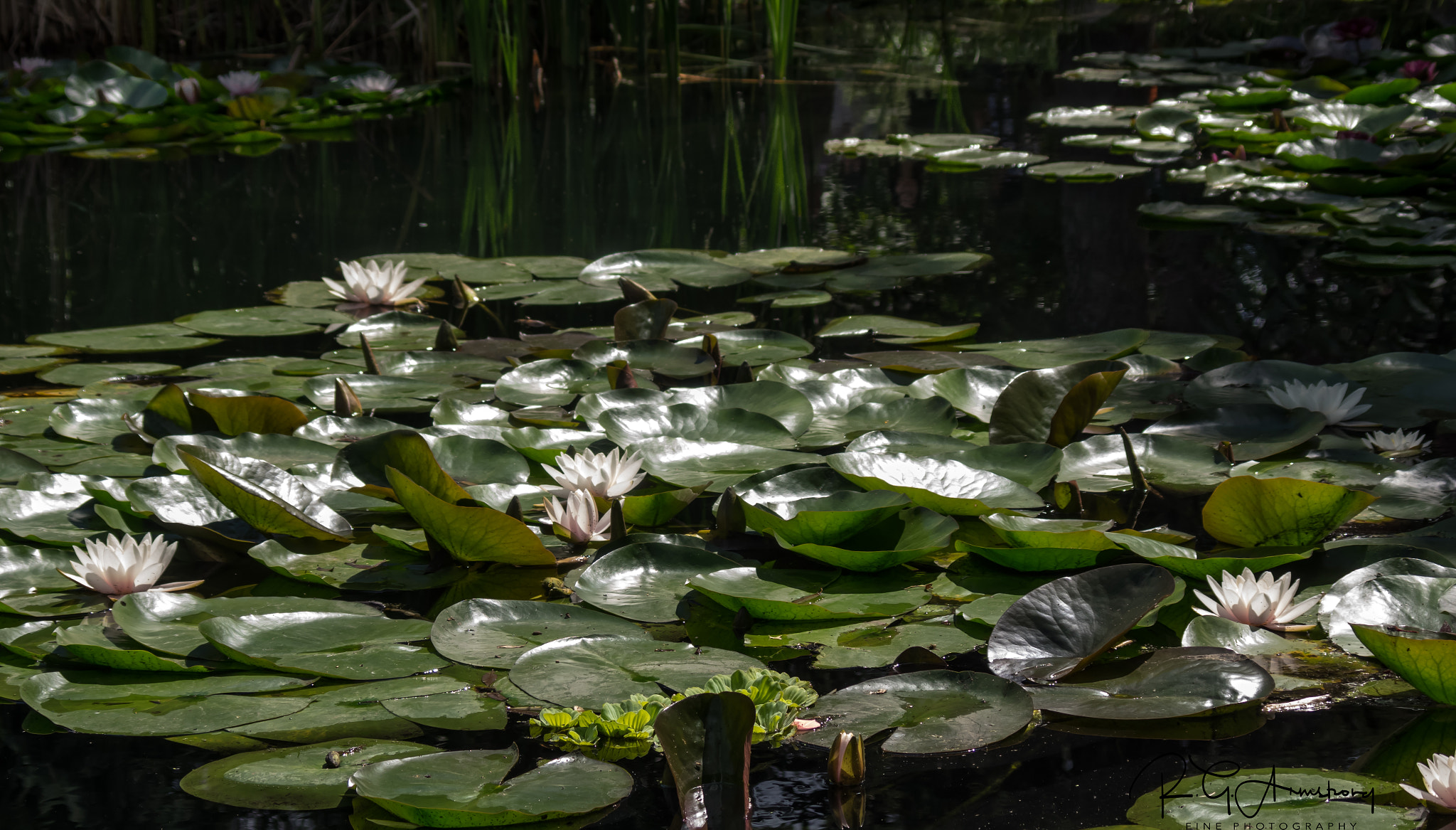 Pentax K-3 II sample photo. Pond of white lotuses photography