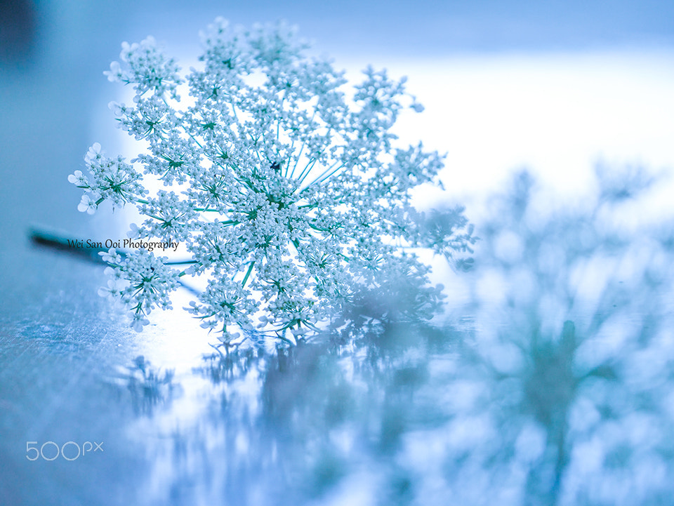 Panasonic Leica DG Macro-Elmarit 45mm F2.8 ASPH OIS sample photo. Queen anne's lace photography