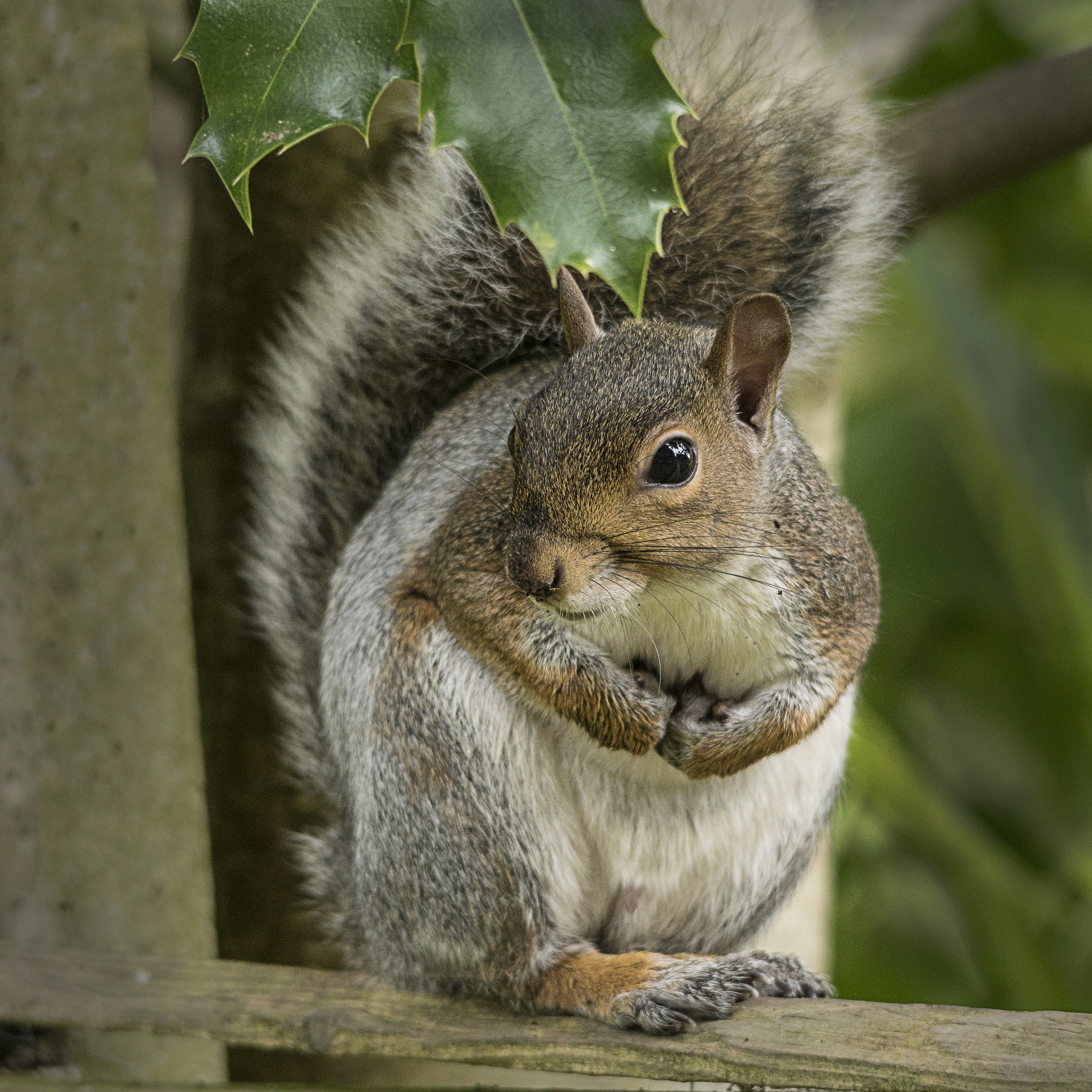 Sigma 150-500mm F5-6.3 DG OS HSM sample photo. Squirrel in the holly bush photography