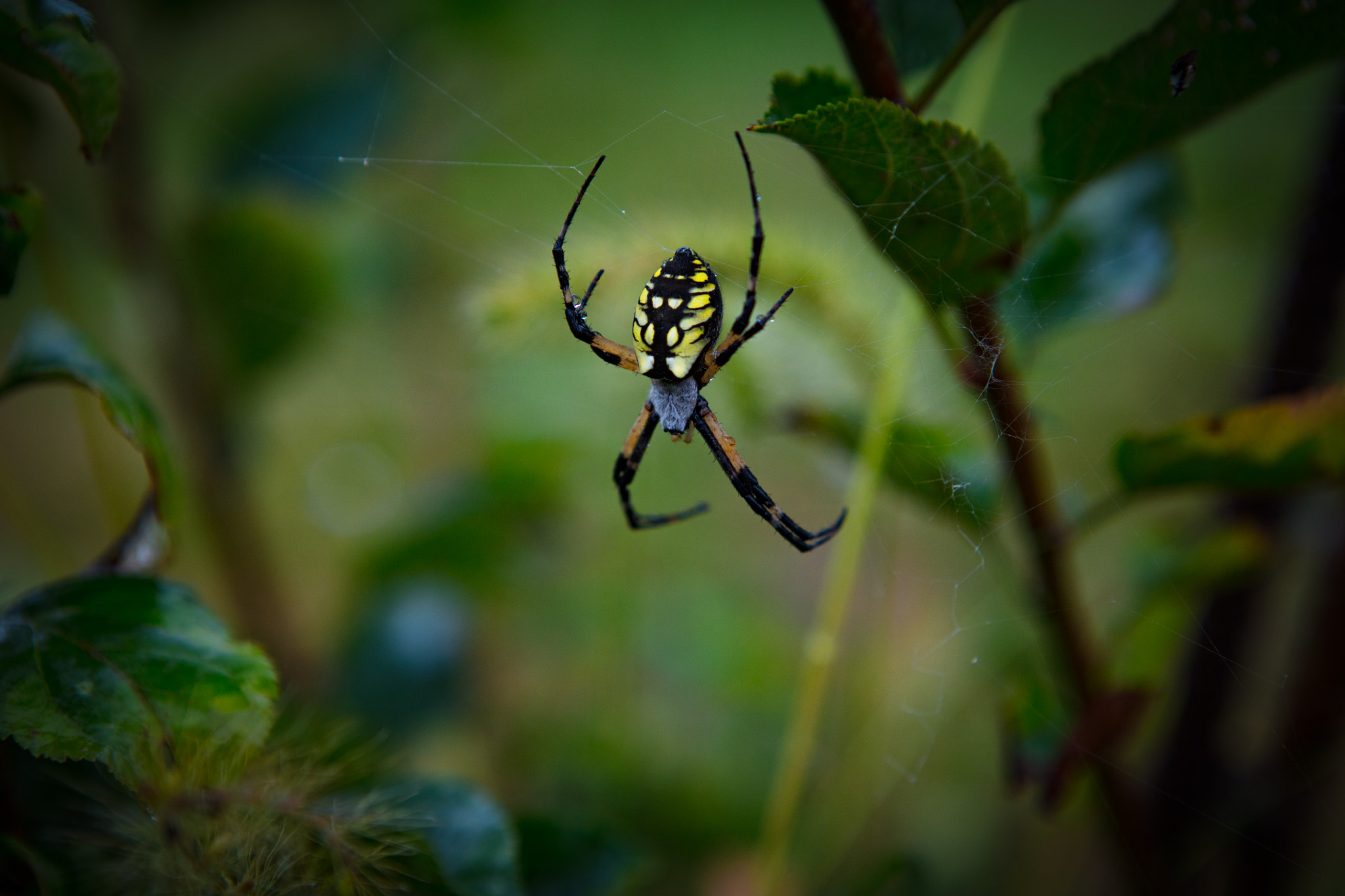 Canon EOS 5DS + Canon EF 24-70mm F2.8L USM sample photo. Garden spider photography