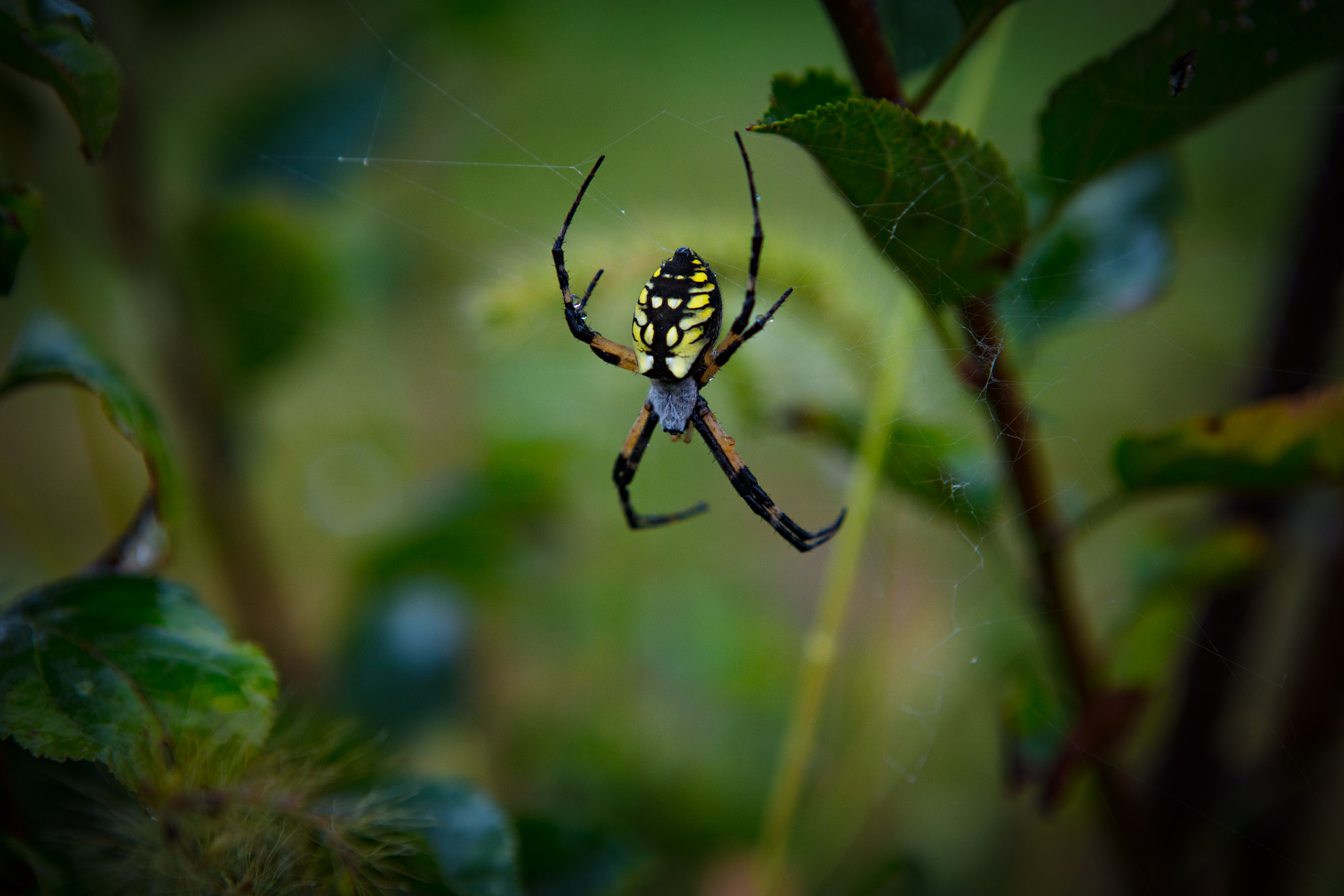 Canon EOS 5DS sample photo. Garden spider photography