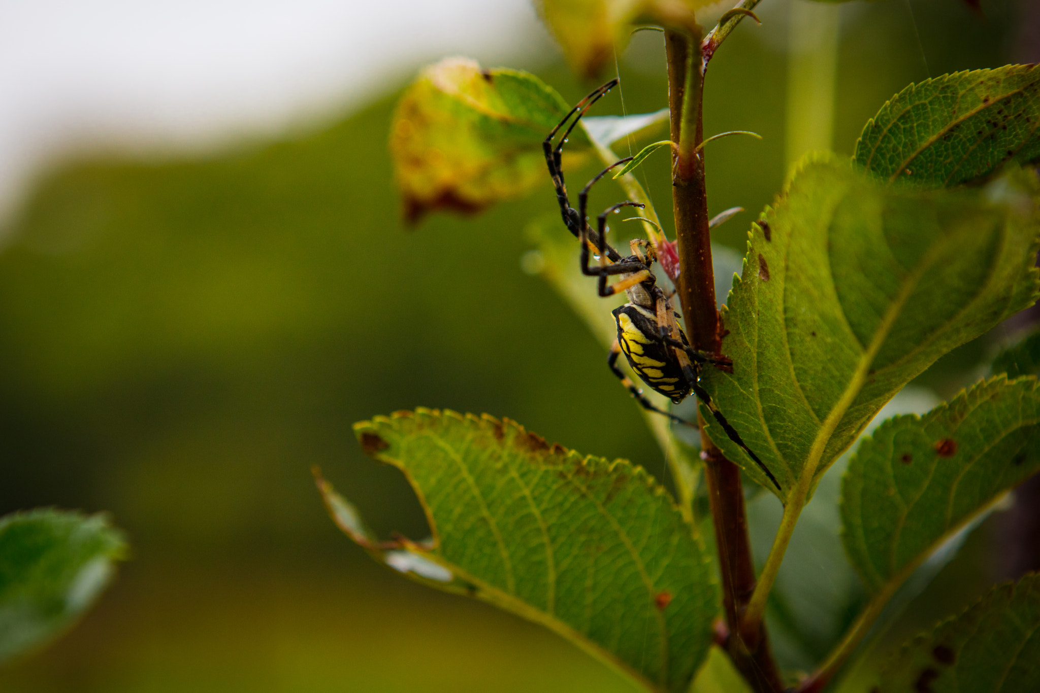 Canon EOS 5DS + Canon EF 24-70mm F2.8L USM sample photo. Garden spider photography