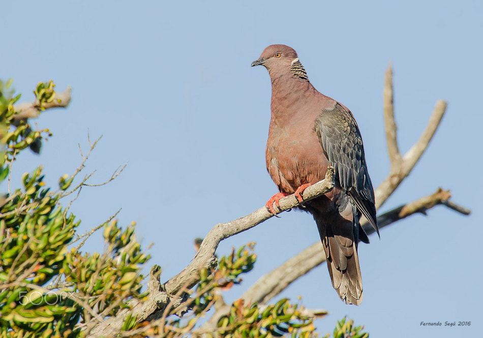 Nikon D7000 sample photo. Patagonian or chilean pigeon photography