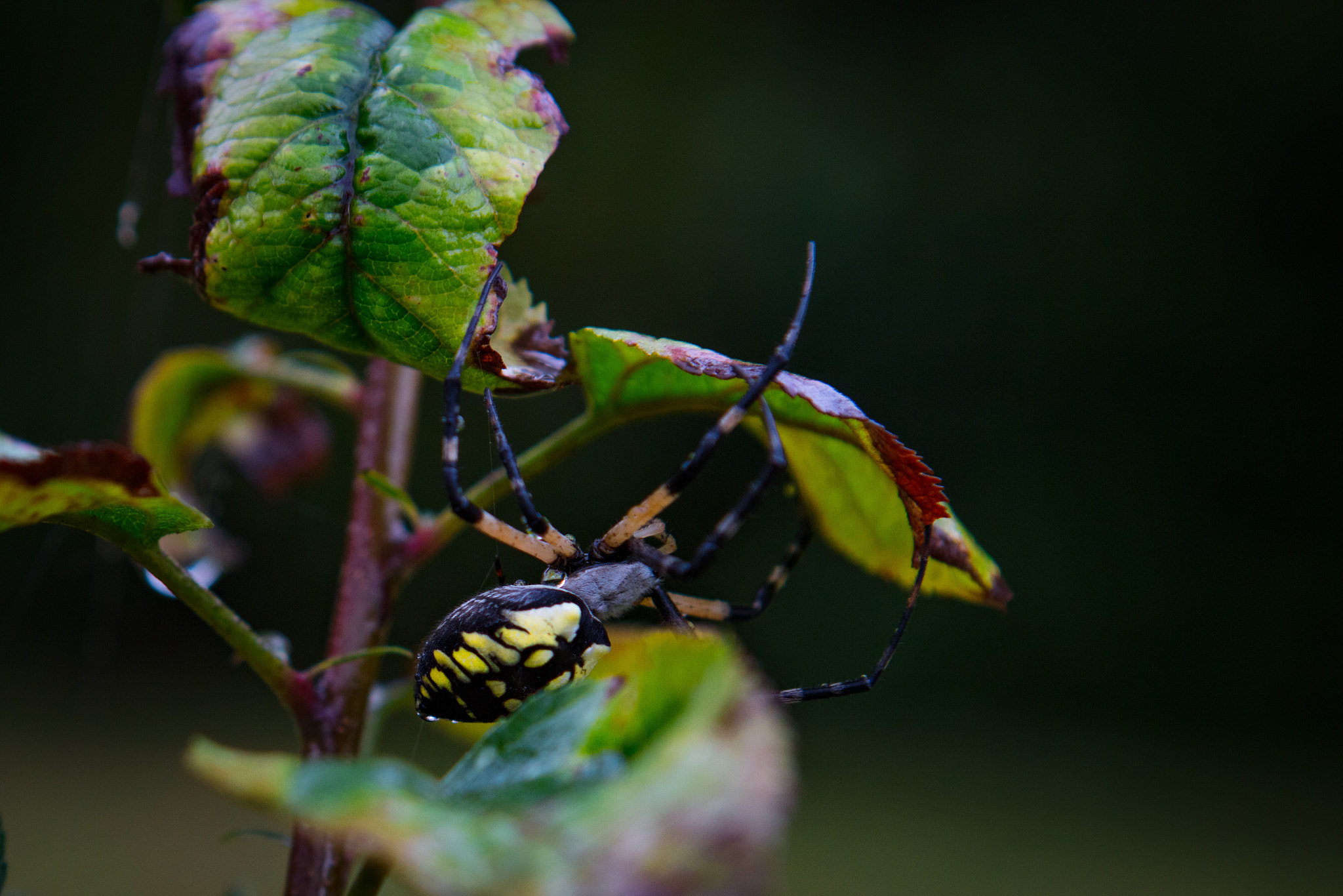 Canon EOS 5DS + Canon EF 24-70mm F2.8L USM sample photo. Garden spider photography