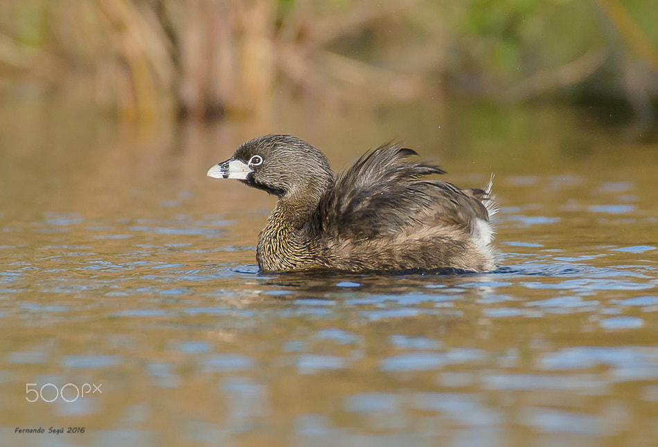 Sigma 50-500mm F4.5-6.3 DG OS HSM sample photo. Pied billed grebe photography