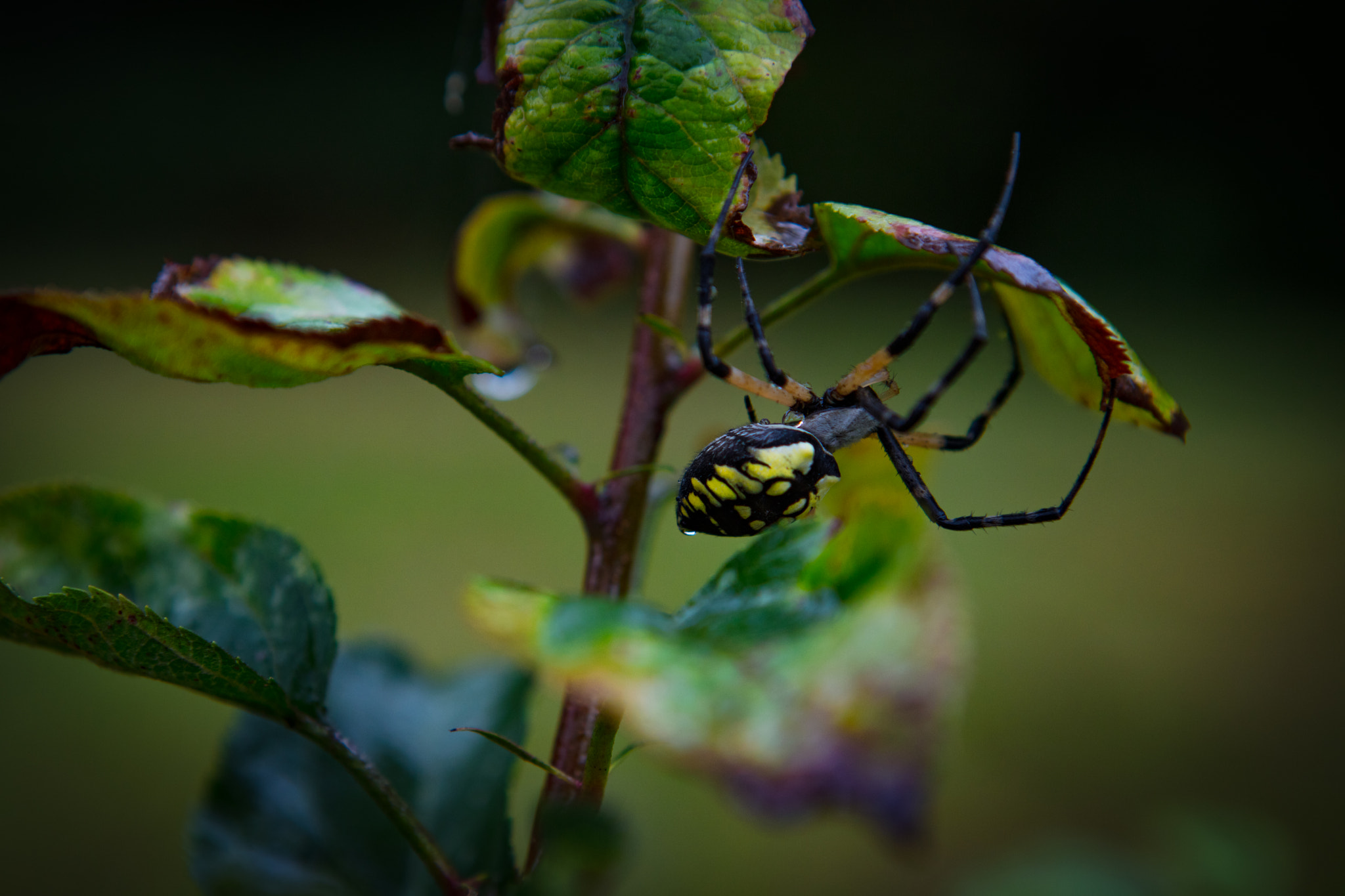 Canon EOS 5DS + Canon EF 24-70mm F2.8L USM sample photo. Garden spider photography