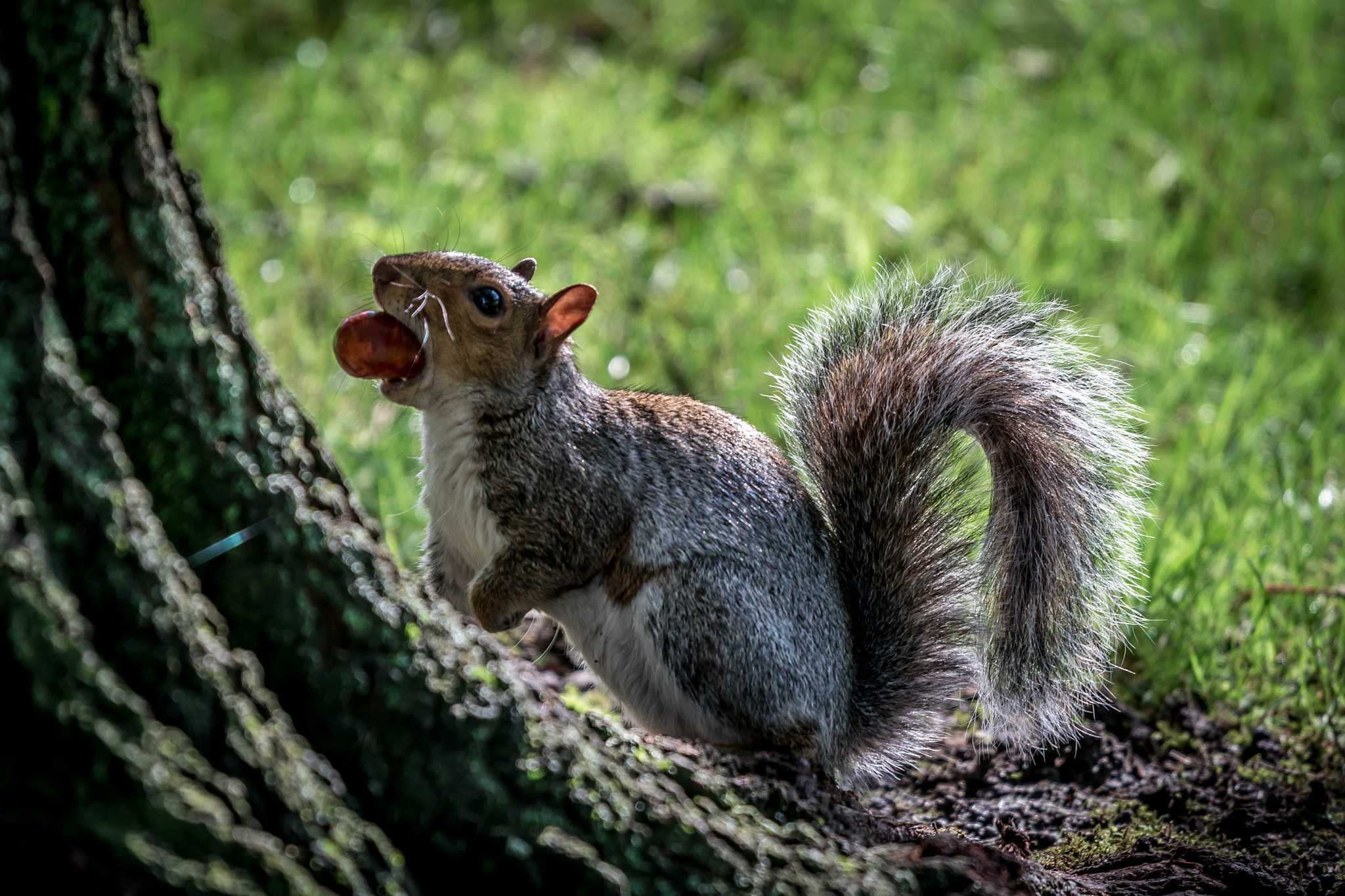 Canon EOS 80D + Canon EF 70-200mm F4L USM sample photo. The grey squirrel photography