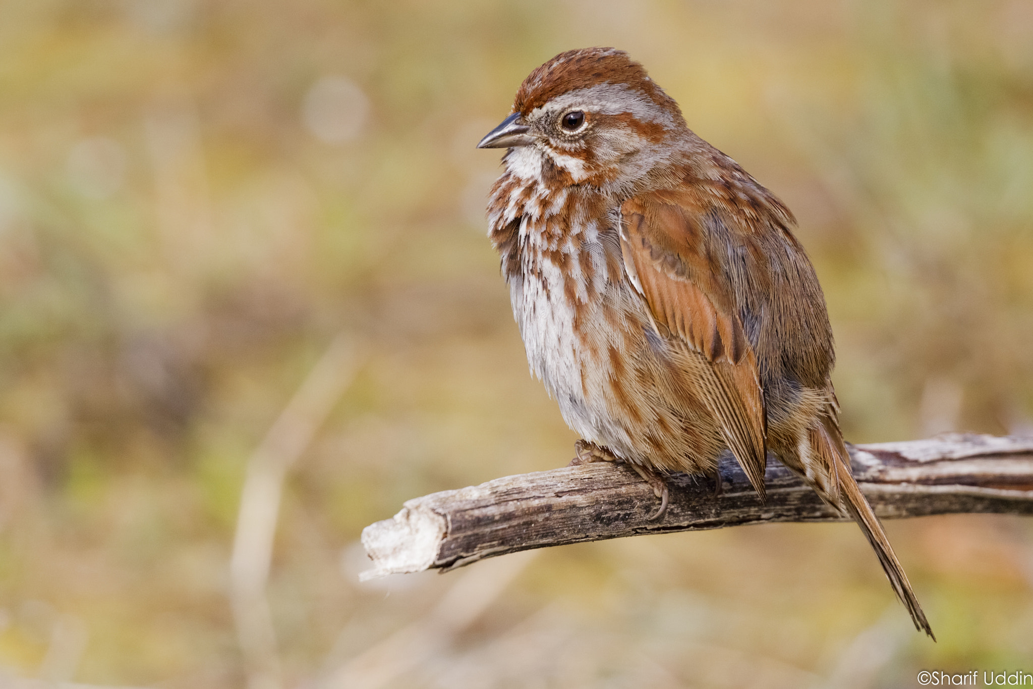 Canon EOS 750D (EOS Rebel T6i / EOS Kiss X8i) sample photo. Song sparrow photography