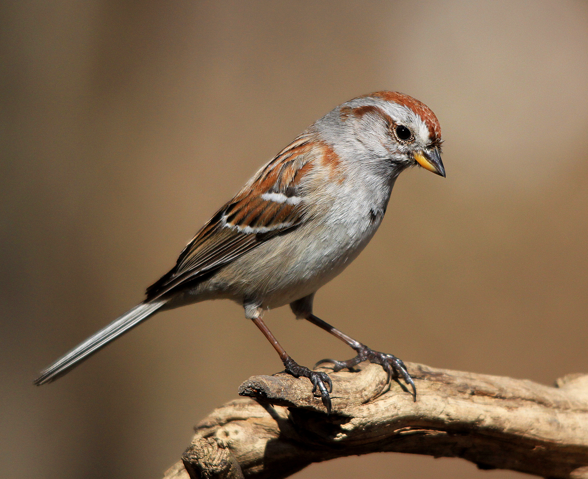 Sigma 150-500mm F5-6.3 DG OS HSM sample photo. Sparrow photography