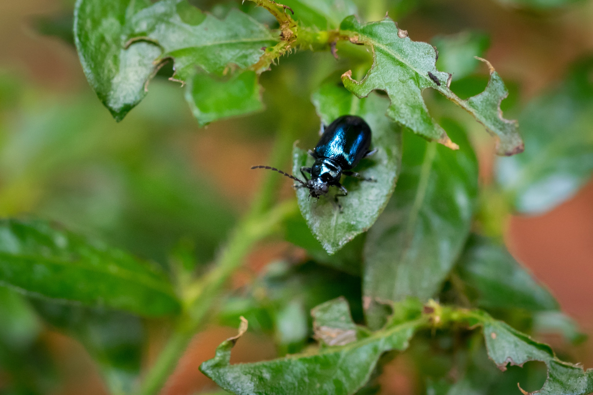 Olympus OM-D E-M1 sample photo. Flea beetle (altica sp.) photography