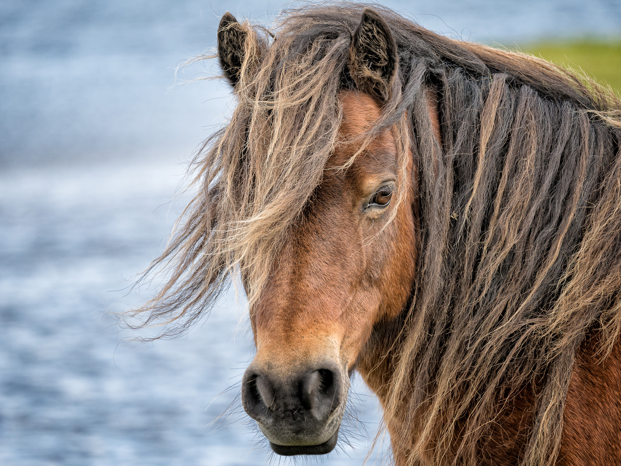 Panasonic Lumix DMC-G7 + LEICA DG 100-400/F4.0-6.3 sample photo. Eriskay pony photography