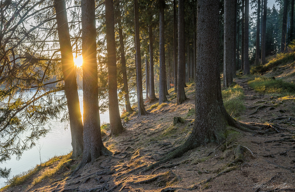 Sony a7 + Canon EF 16-35mm F4L IS USM sample photo. Wald am oberharzer teich photography