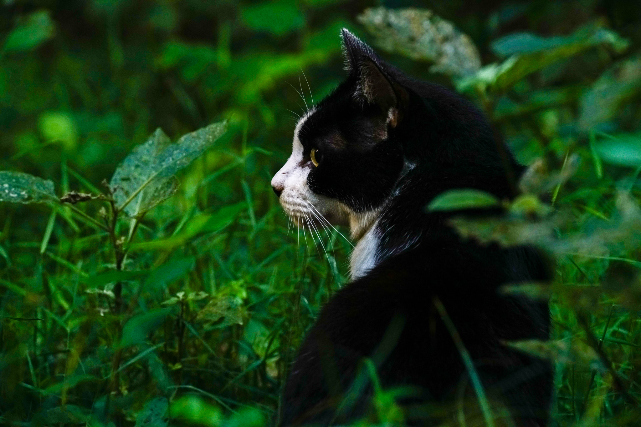 Sony a7R II sample photo. Cats in early morning photography