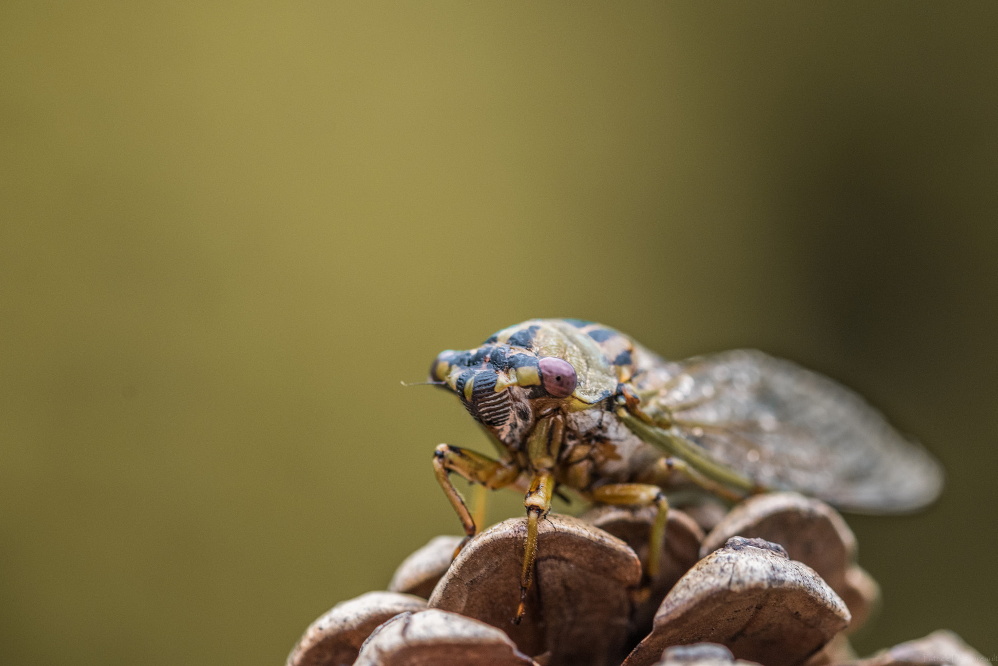 Sigma 105mm F2.8 EX DG OS HSM sample photo. Cigale photography