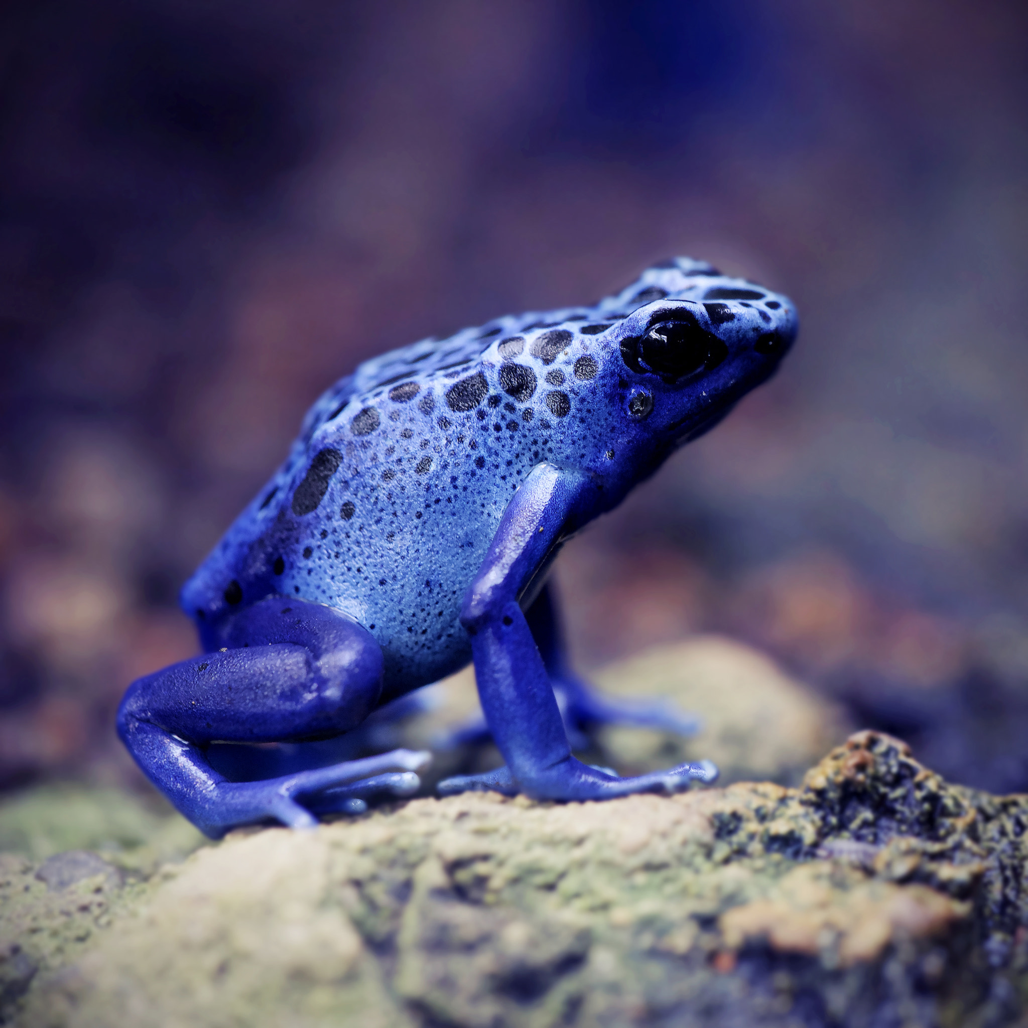 Canon EOS 5D Mark II sample photo. Blue poison dart frog photography