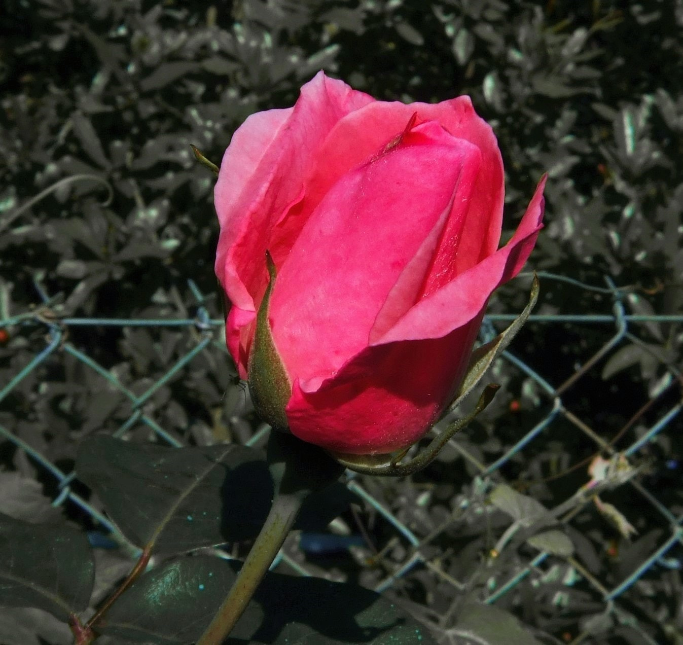 Fujifilm FinePix F31fd sample photo. Rose bud photography