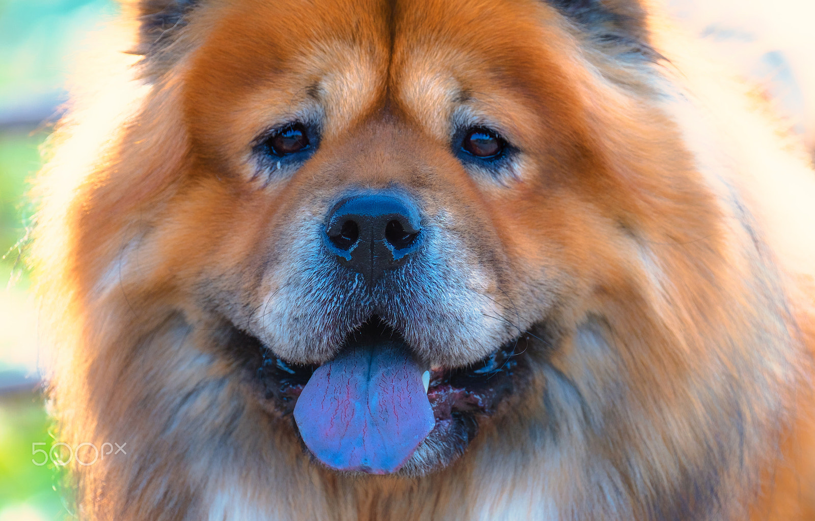 Fujifilm XF 100-400mm F4.5-5.6 R LM OIS WR sample photo. Fluffy dog photography