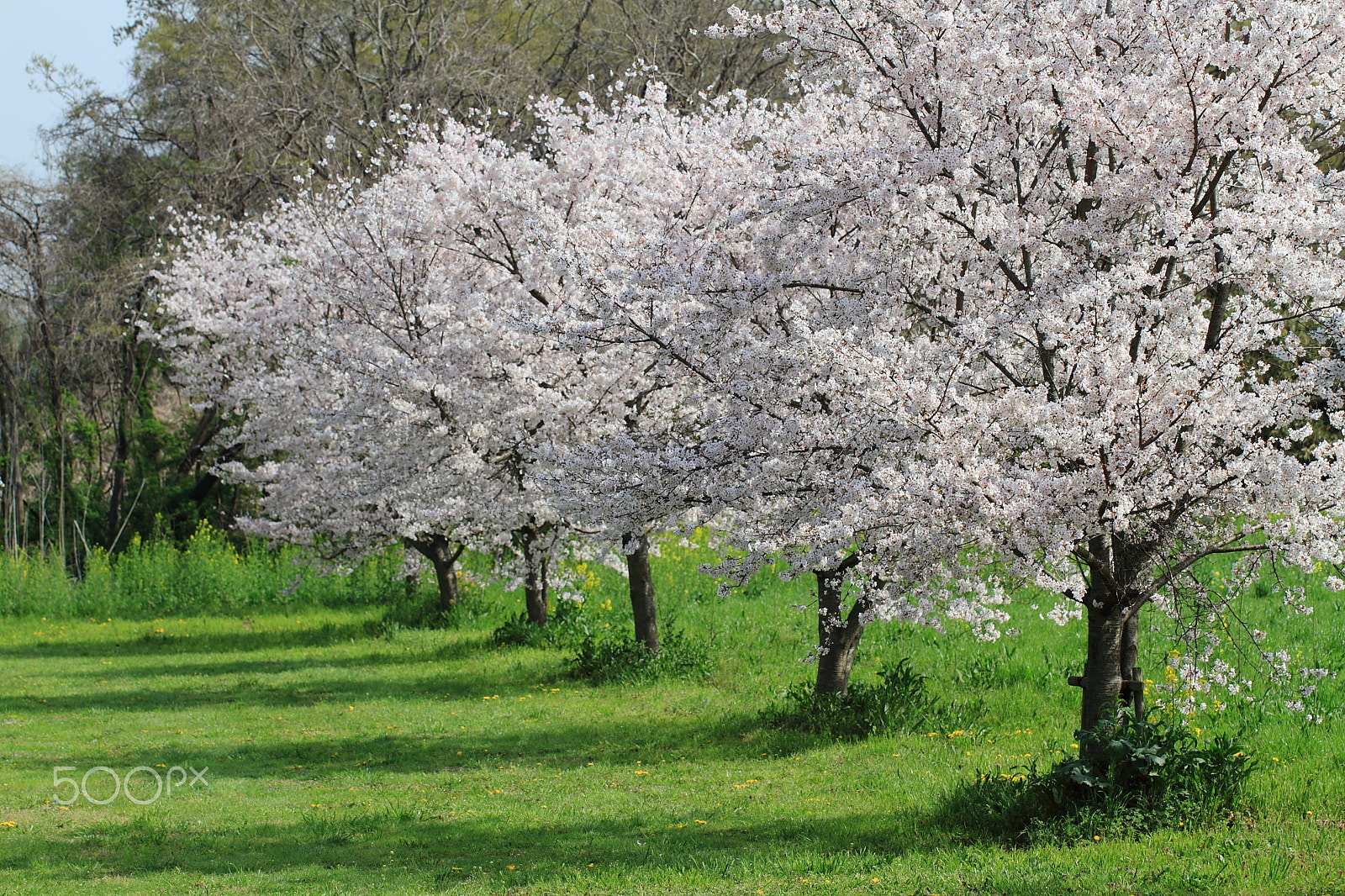 Canon EOS 7D sample photo. Five japanese cherry blossom trees photography