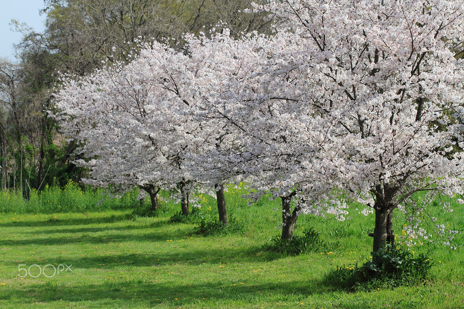 Canon EF 100mm F2.8L Macro IS USM sample photo. Five japanese cherry blossom trees photography