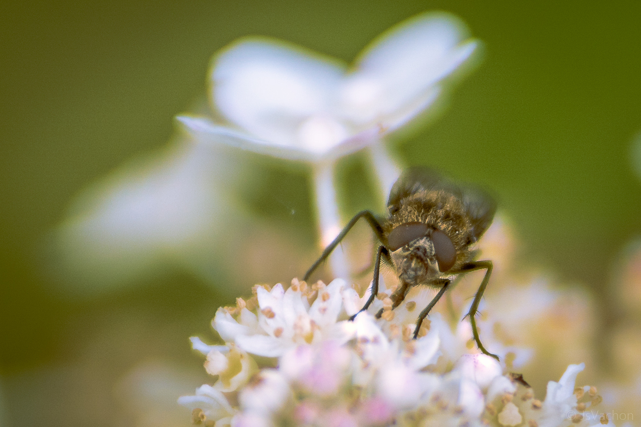 Tamron SP AF 70-200mm F2.8 Di LD (IF) MACRO sample photo. Dsc photography