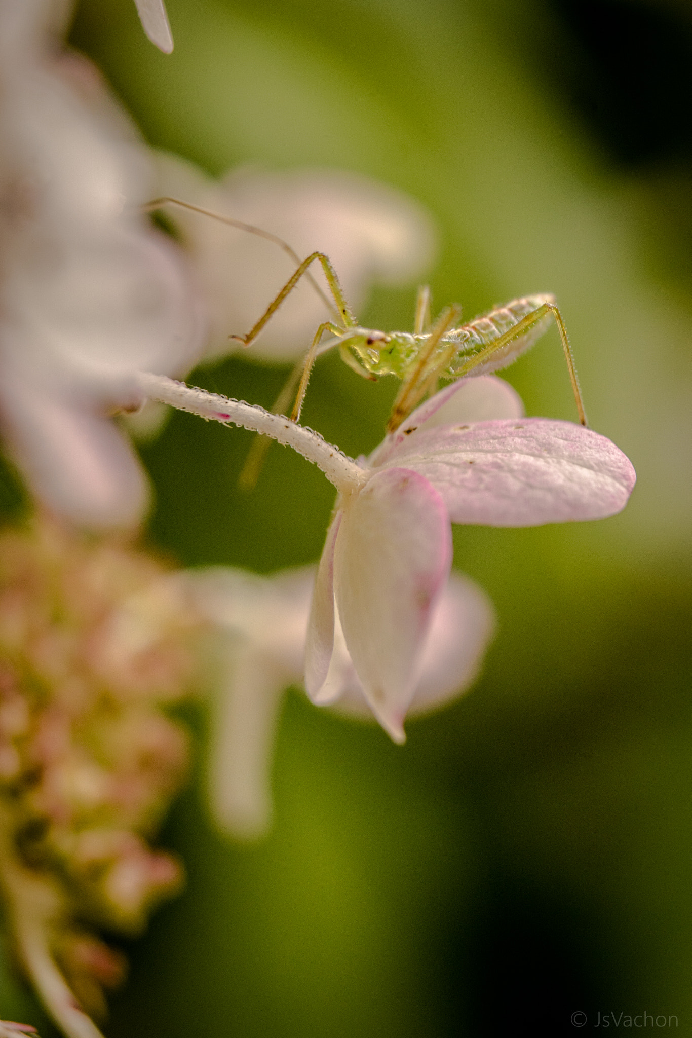 Sony ILCA-77M2 sample photo. Dsc photography