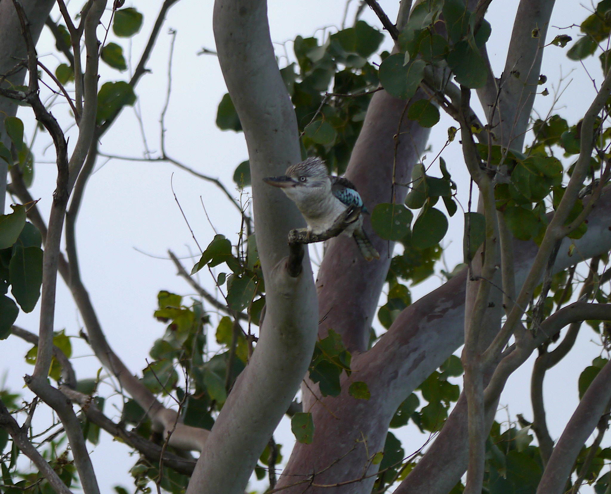 Panasonic Lumix DMC-GX1 sample photo. Bluewing kookaburra photography