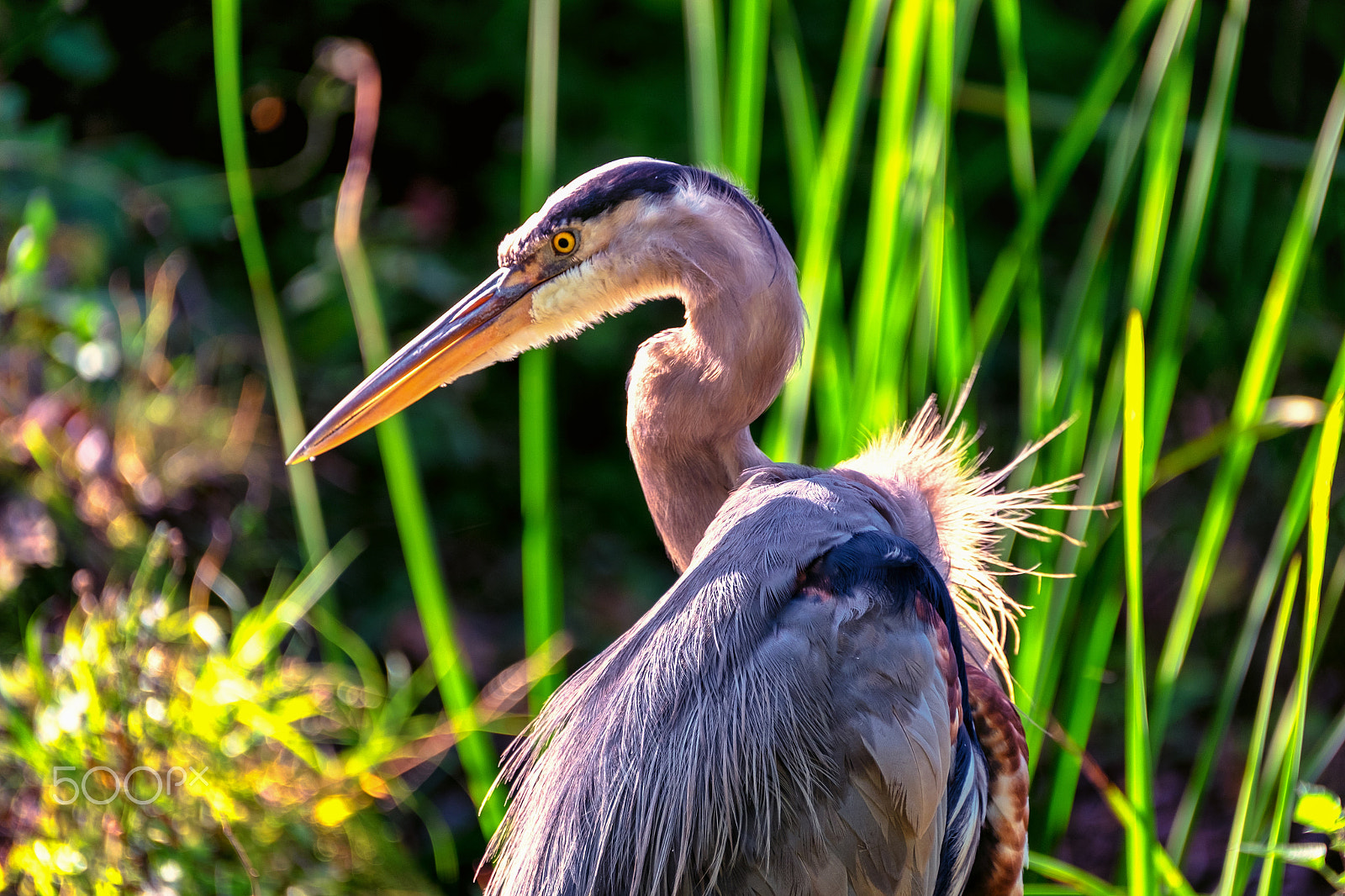 Fujifilm XF 100-400mm F4.5-5.6 R LM OIS WR sample photo. Handsome heron photography