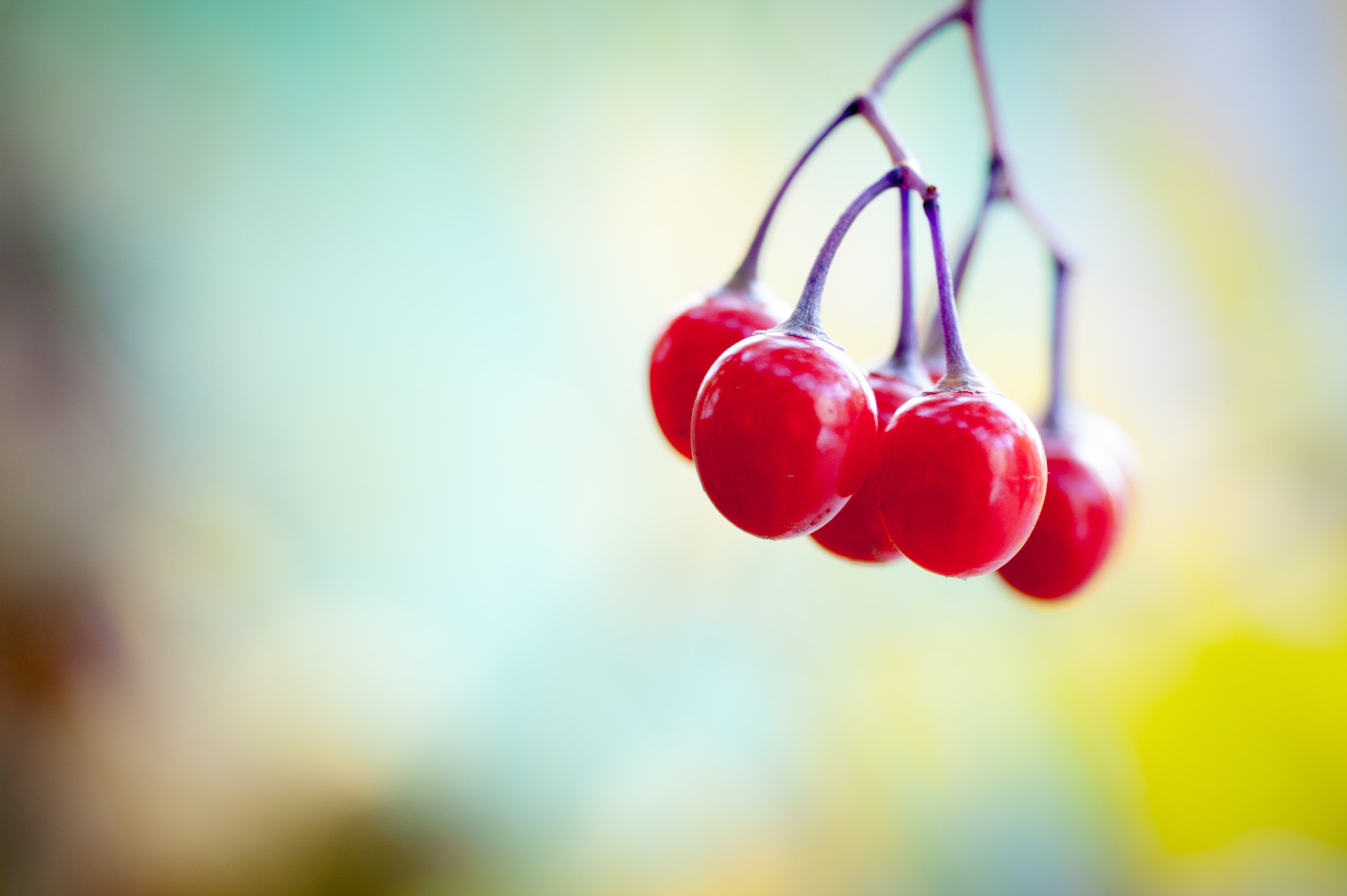 Sony Alpha DSLR-A350 + Minolta AF 50mm F3.5 Macro sample photo. The red tranquillity photography