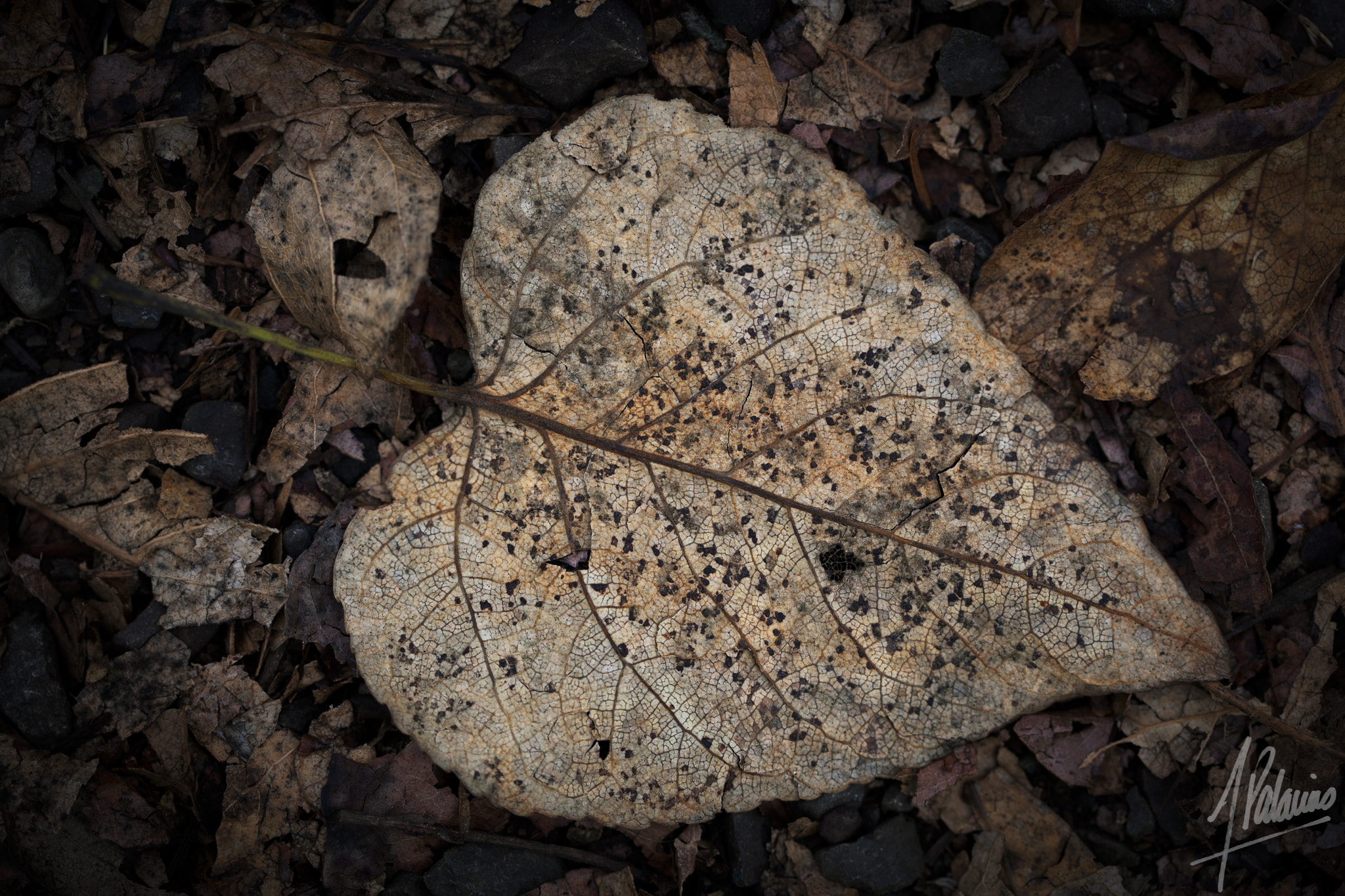 Canon EF 100mm F2.8L Macro IS USM sample photo. Autumn is coming photography
