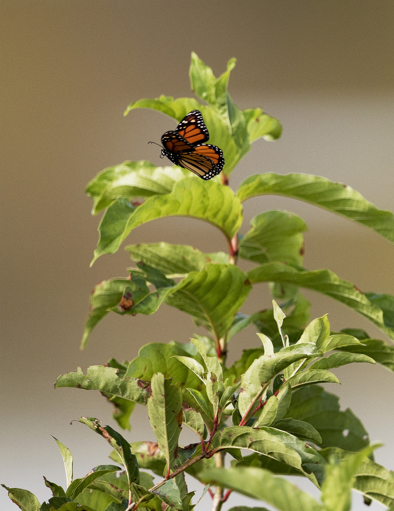 Nikon AF-S Nikkor 800mm F5.6E FL ED VR sample photo. Day at the lake photography