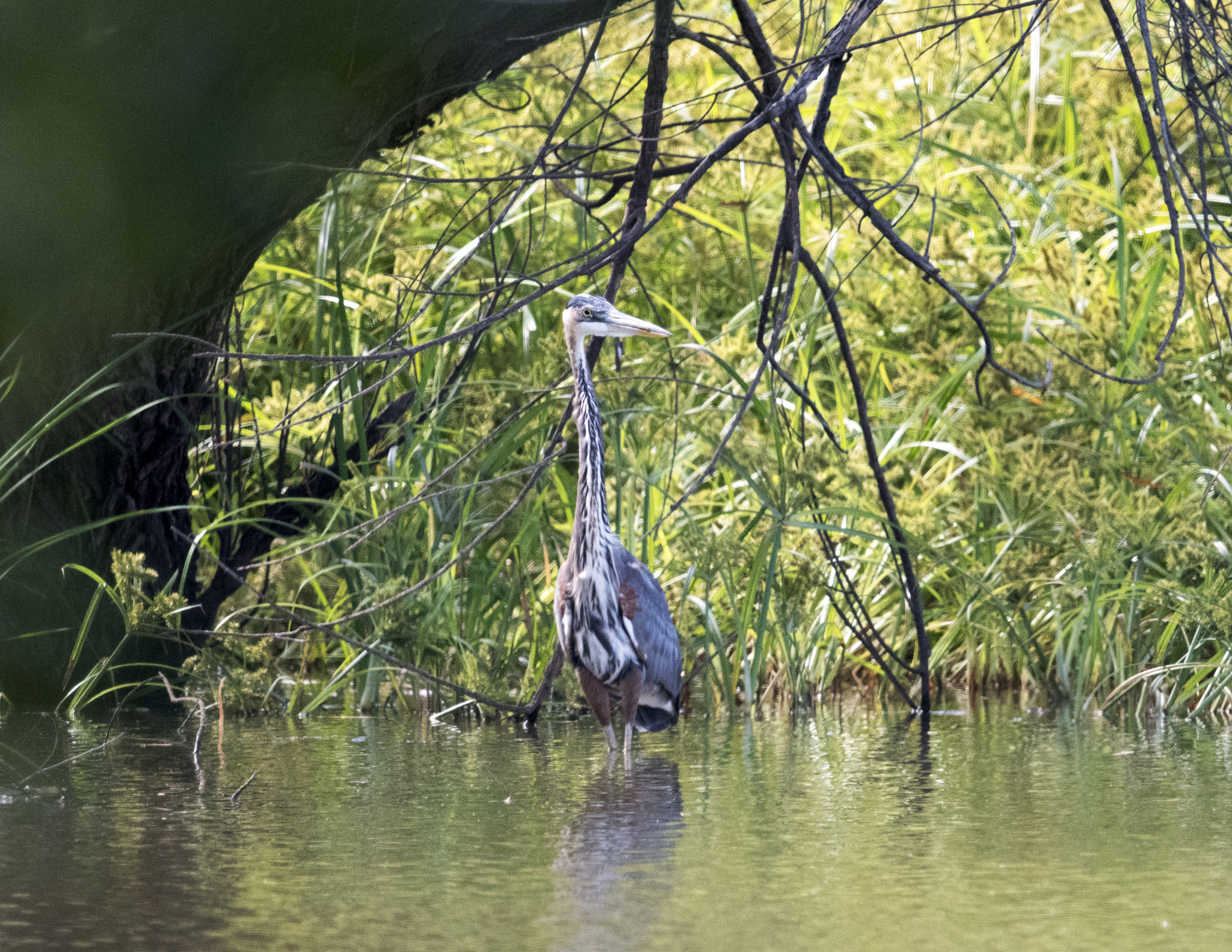 Nikon D500 + Nikon AF-S Nikkor 800mm F5.6E FL ED VR sample photo. Day at the lake photography