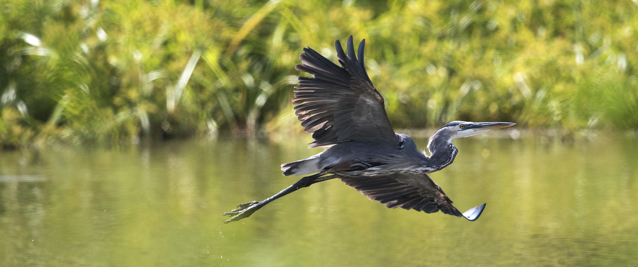Nikon AF-S Nikkor 800mm F5.6E FL ED VR sample photo. Day at the lake photography