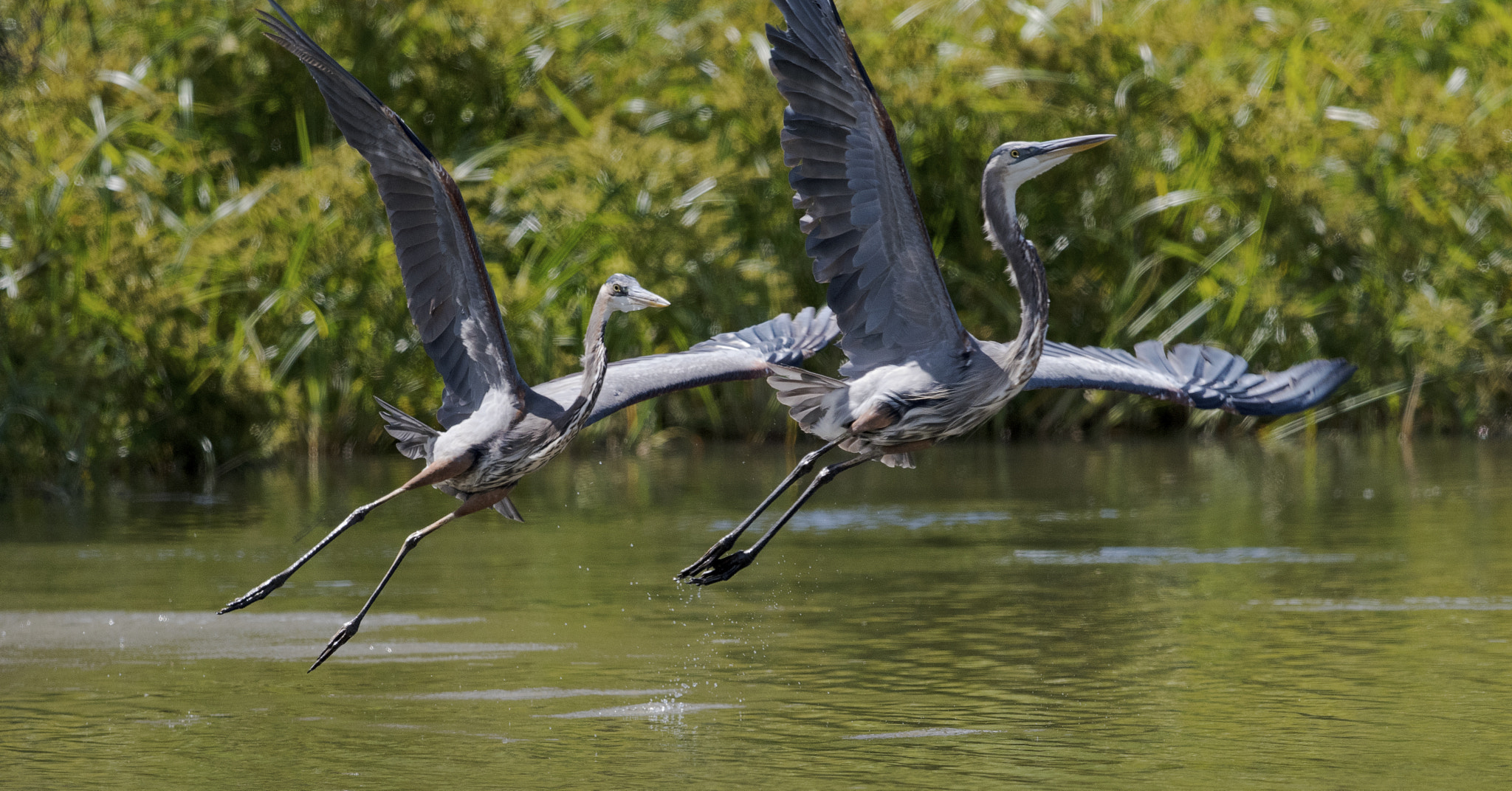 Nikon AF-S Nikkor 800mm F5.6E FL ED VR sample photo. Day at the lake photography