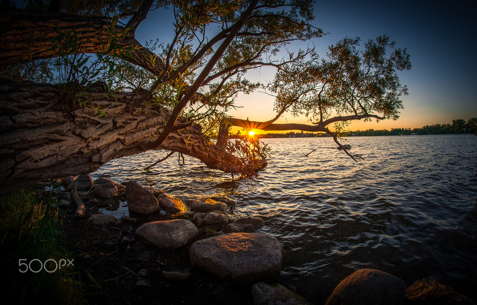 Samyang 12mm F2.8 ED AS NCS Fisheye sample photo. Sunset tree photography