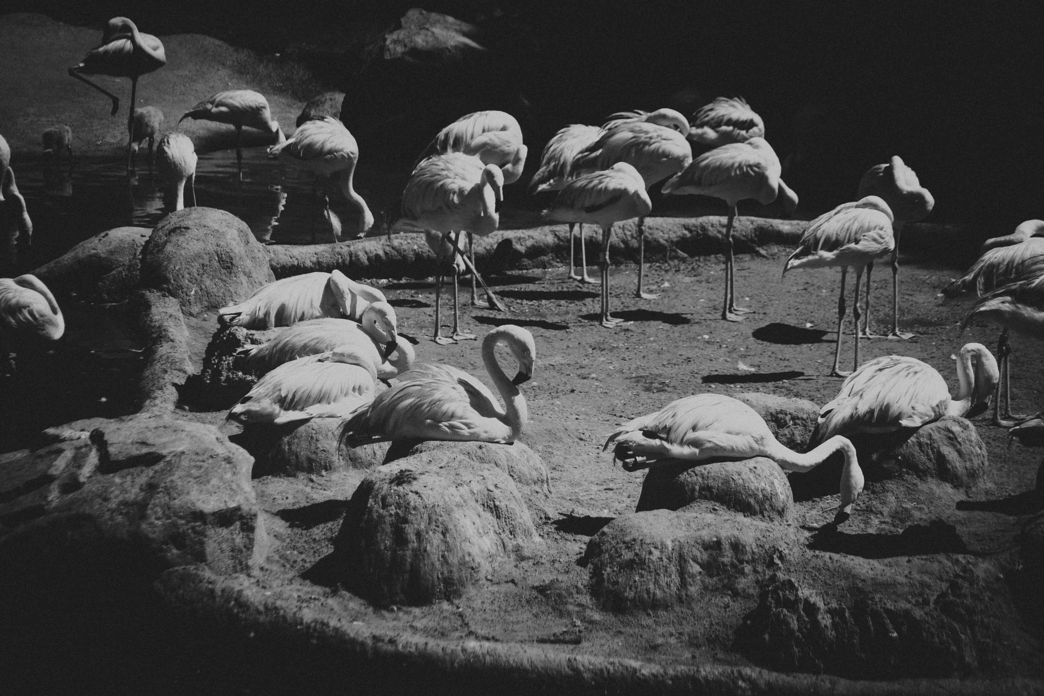 Canon EF 35-80mm f/4-5.6 sample photo. Flamingo site photography