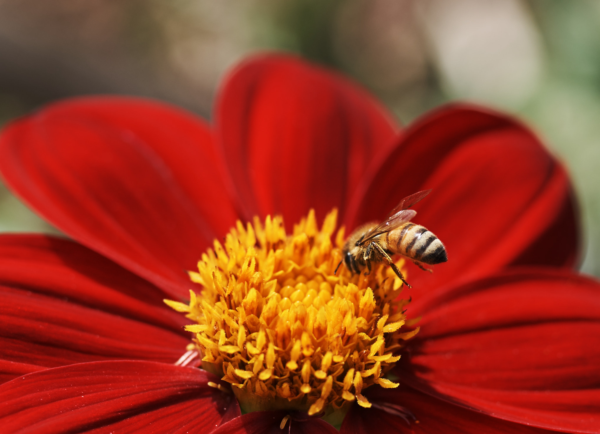 Nikon D750 sample photo. Red and yellow photography