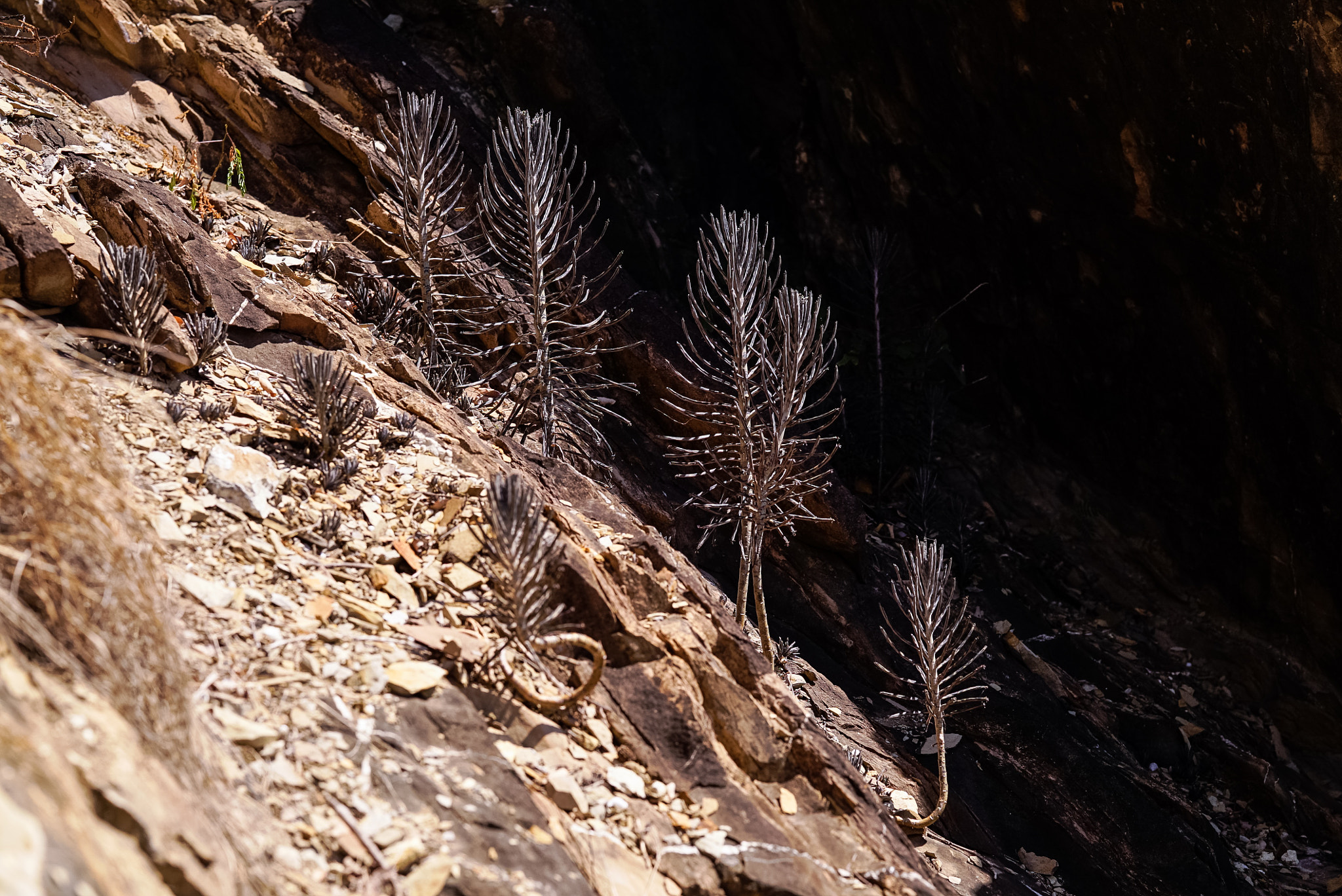 Sony a7S sample photo. Rock plants on sea side cliff. photography