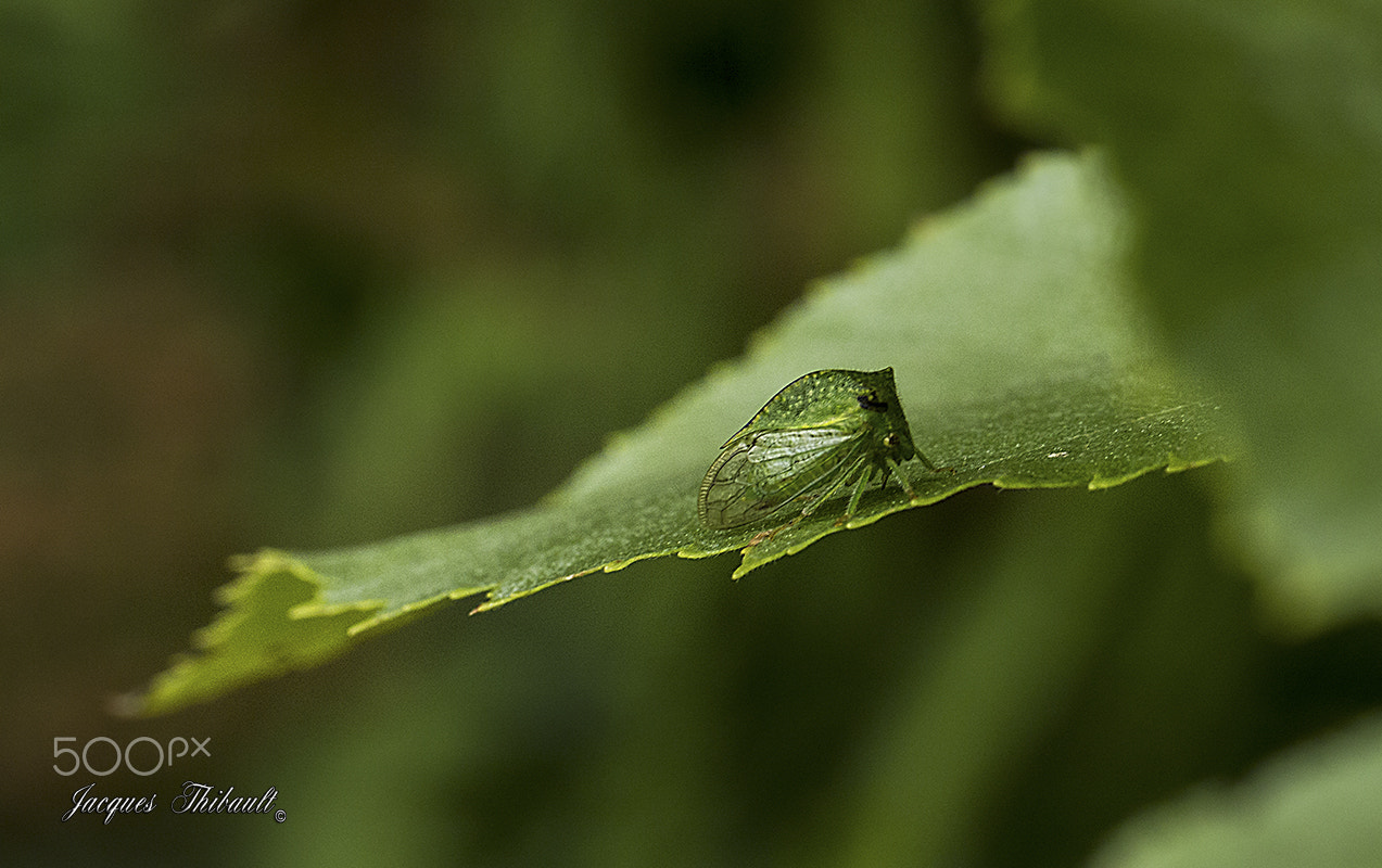 Panasonic Leica DG Macro-Elmarit 45mm F2.8 ASPH OIS sample photo. Membracides photography