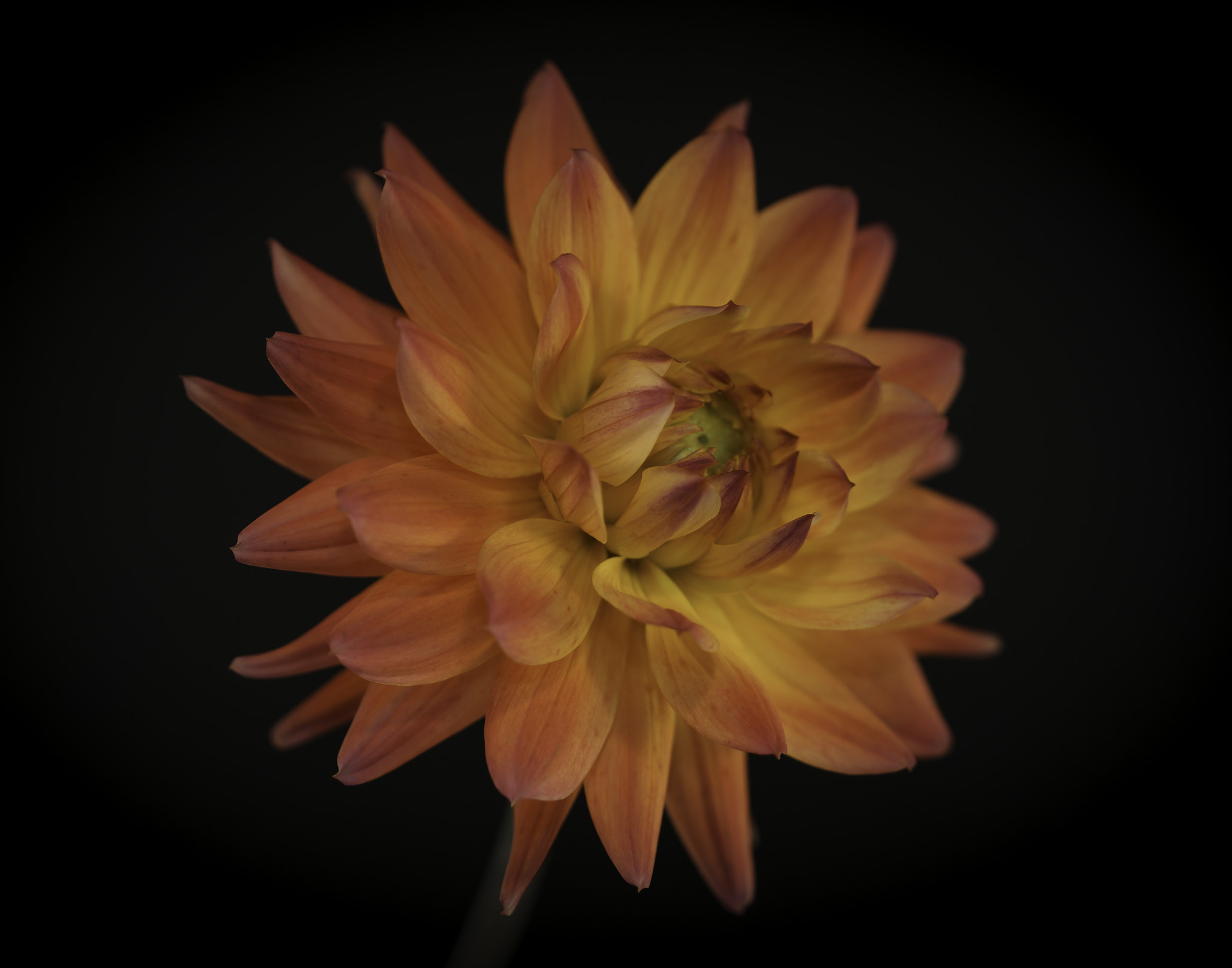Sony a7 sample photo. Orange dahlia. photography