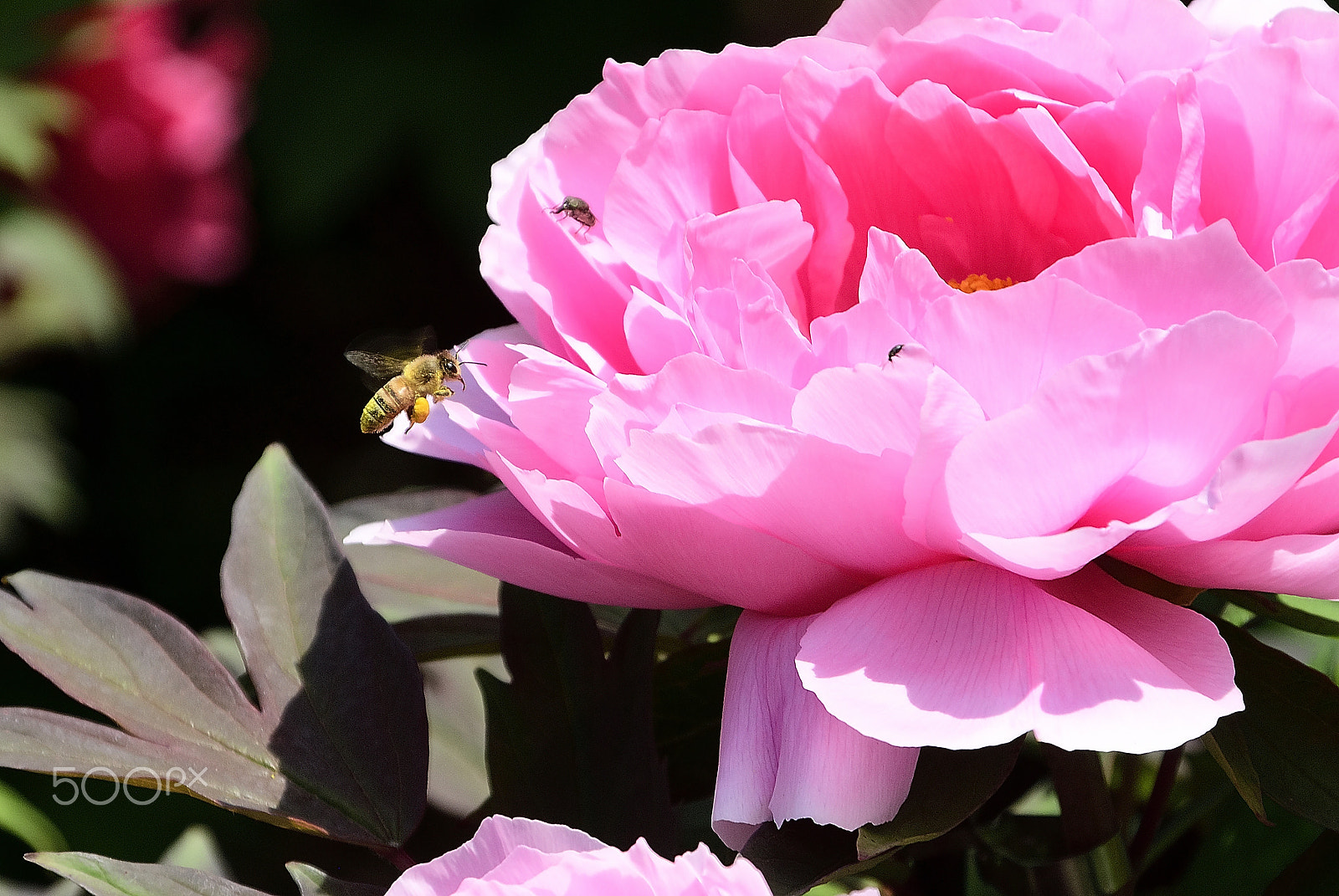 Nikon D200 sample photo. Peony with flowers honeybee photography