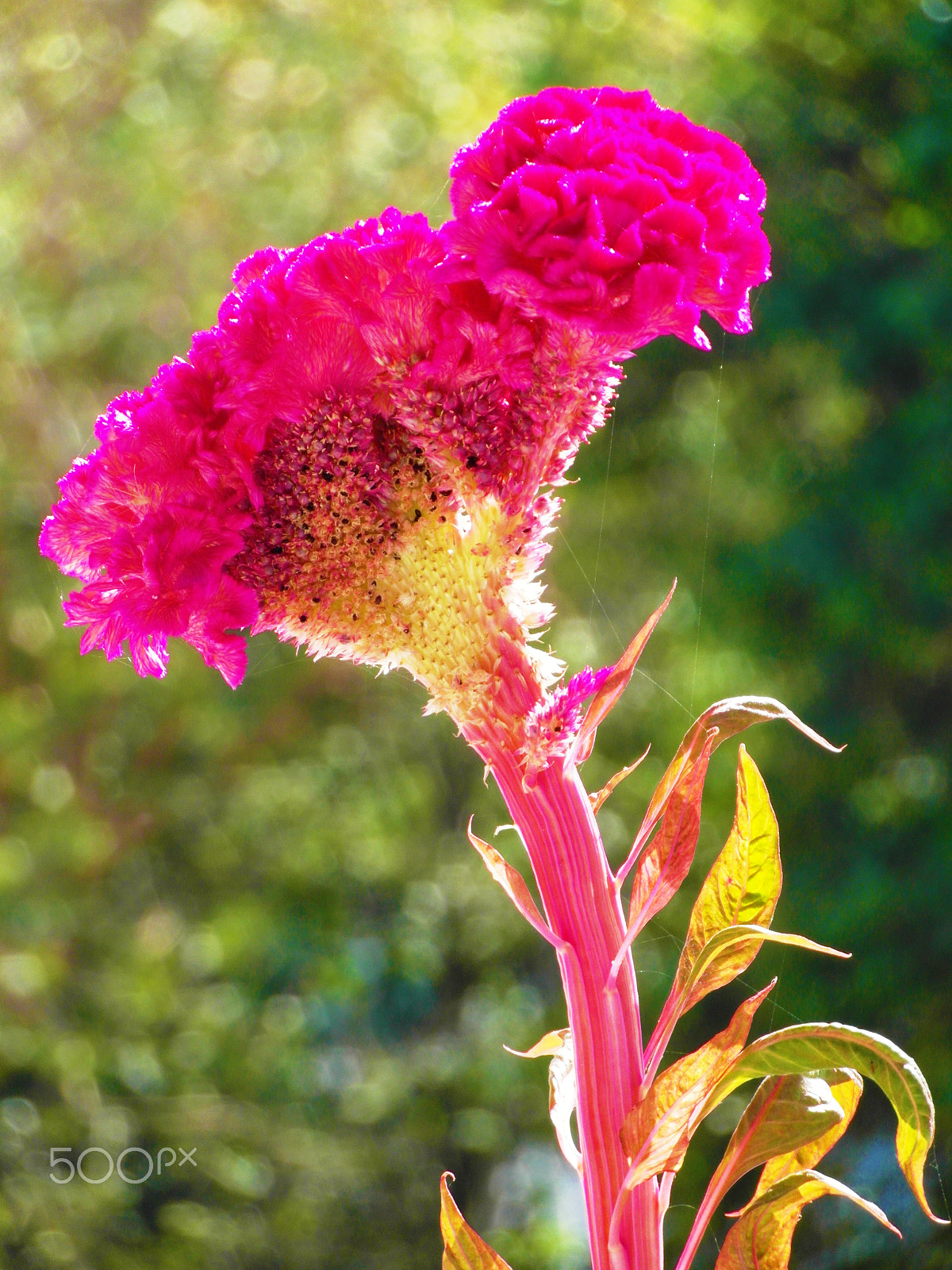 Samsung WB750 sample photo. Back-lit tropical flower photography