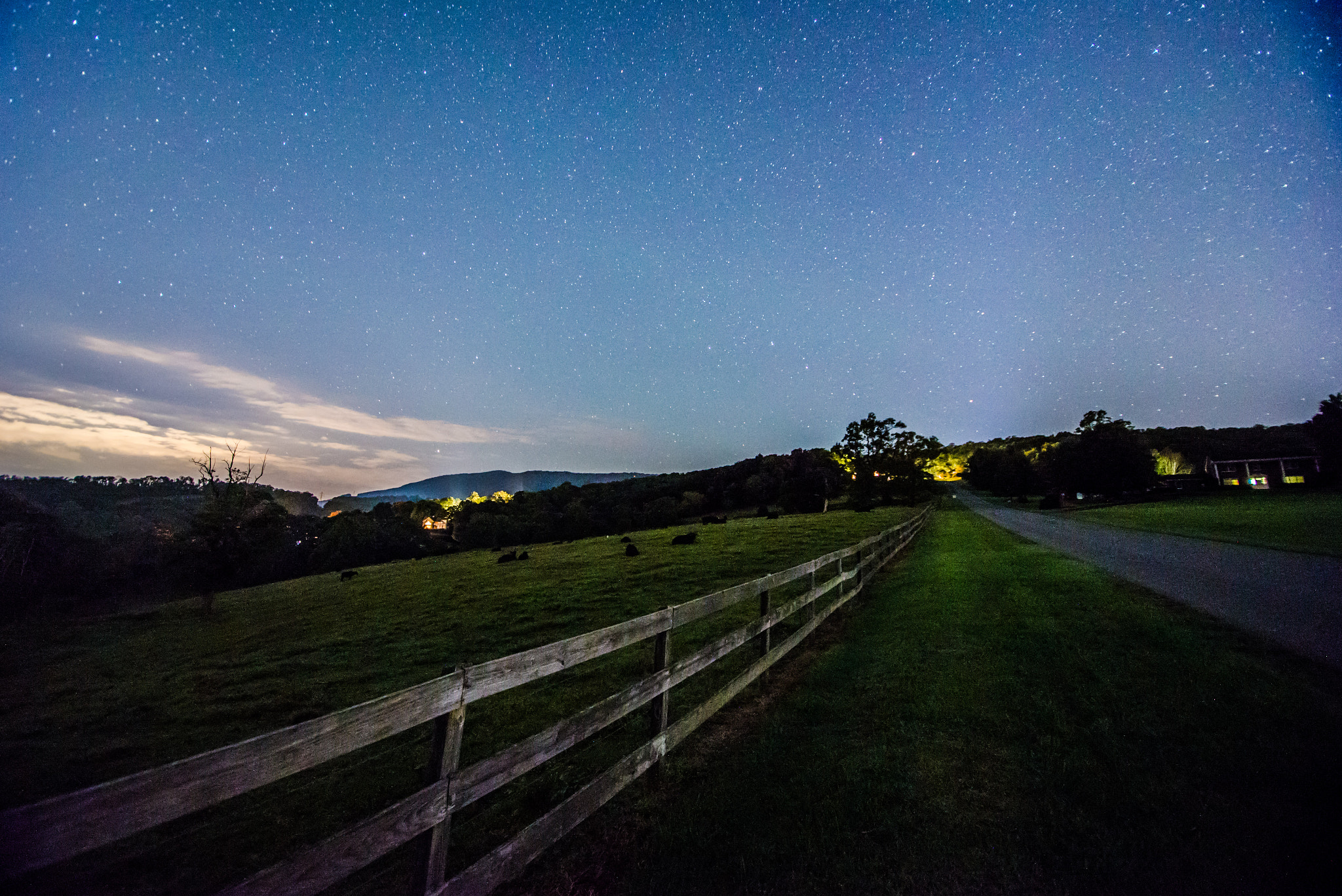 Nikon D600 sample photo. Cows and stars photography