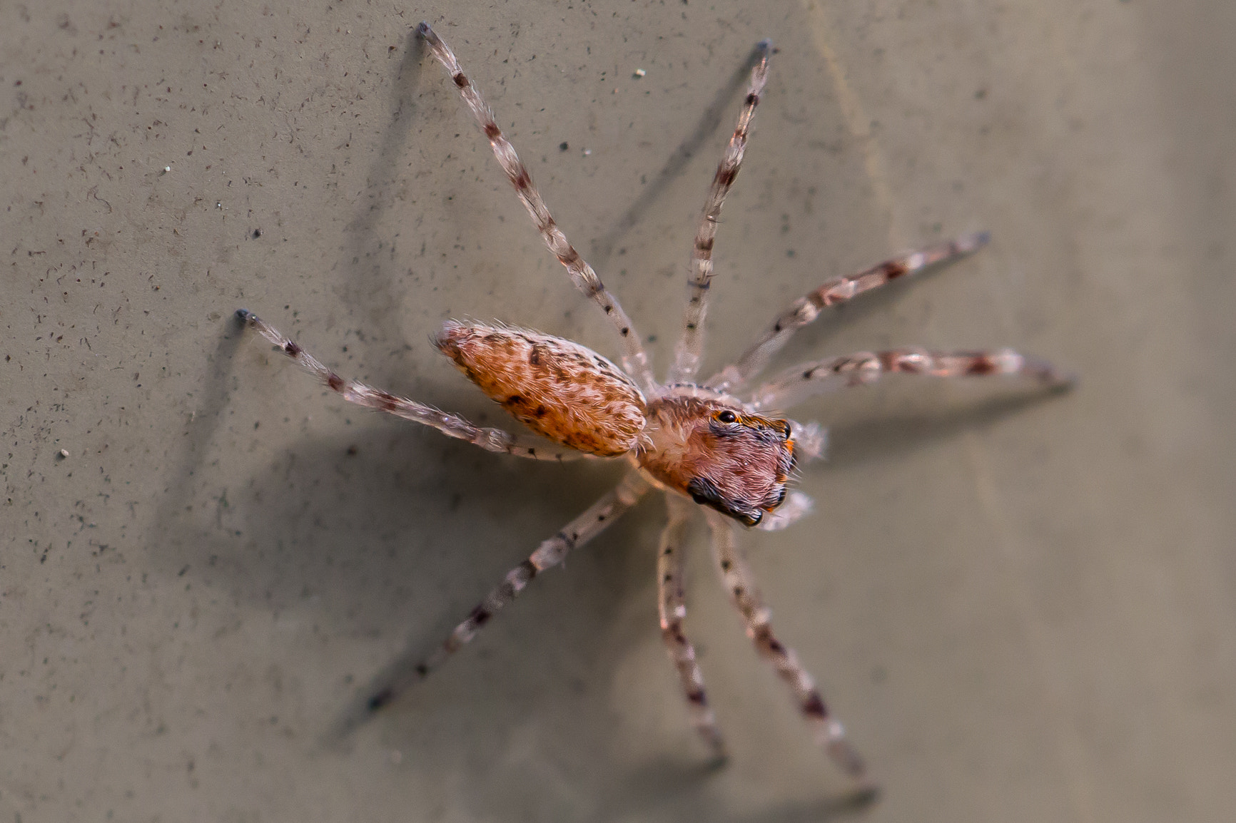 Canon EOS 70D + Canon EF 100mm F2.8L Macro IS USM sample photo. Jumping spider photography