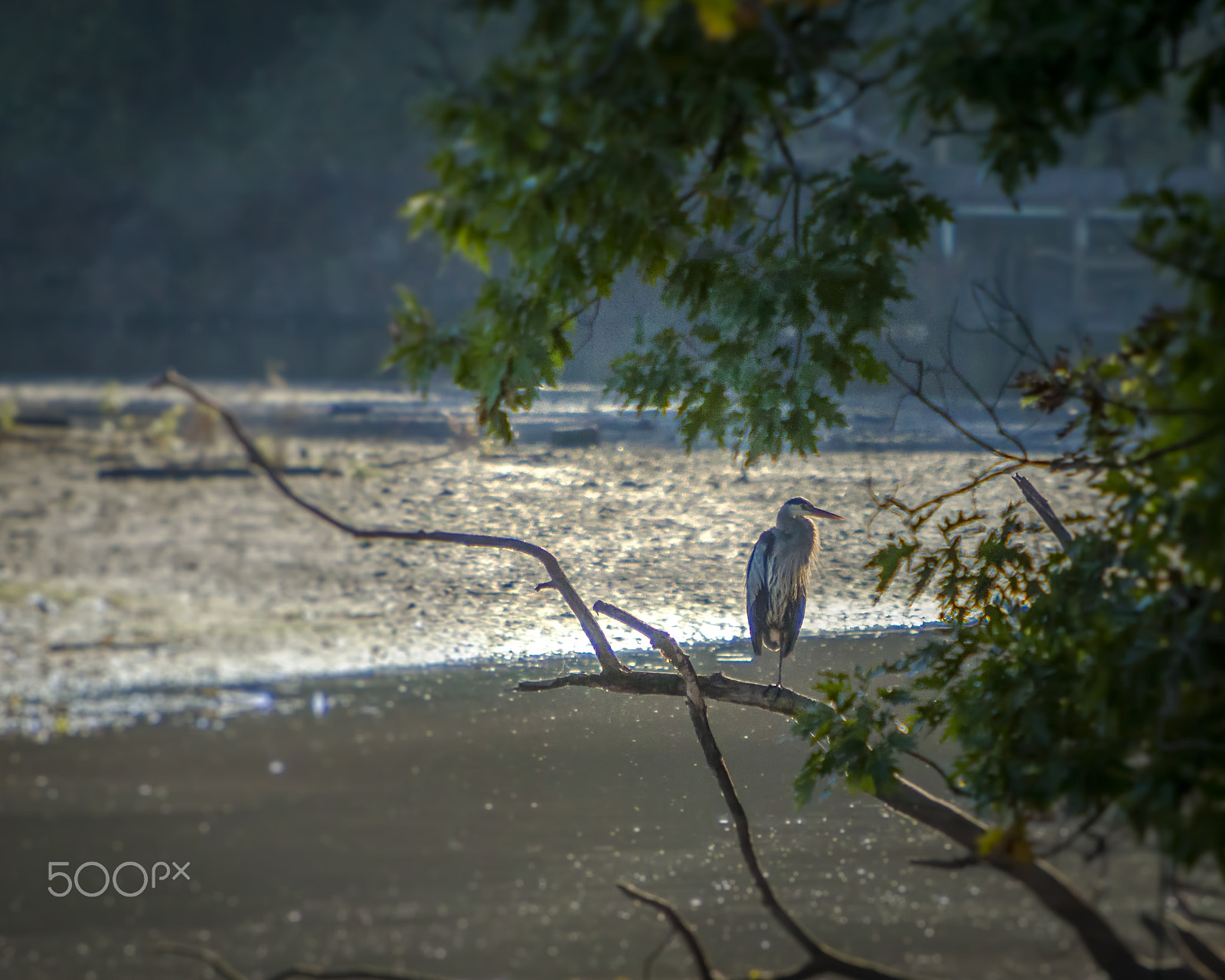 Canon EF 70-200mm F2.8L IS USM sample photo. Great blue heron photography