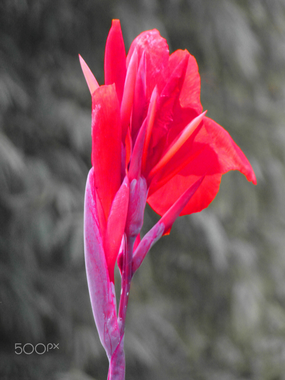 Samsung WB750 sample photo. Red tropical flower photography