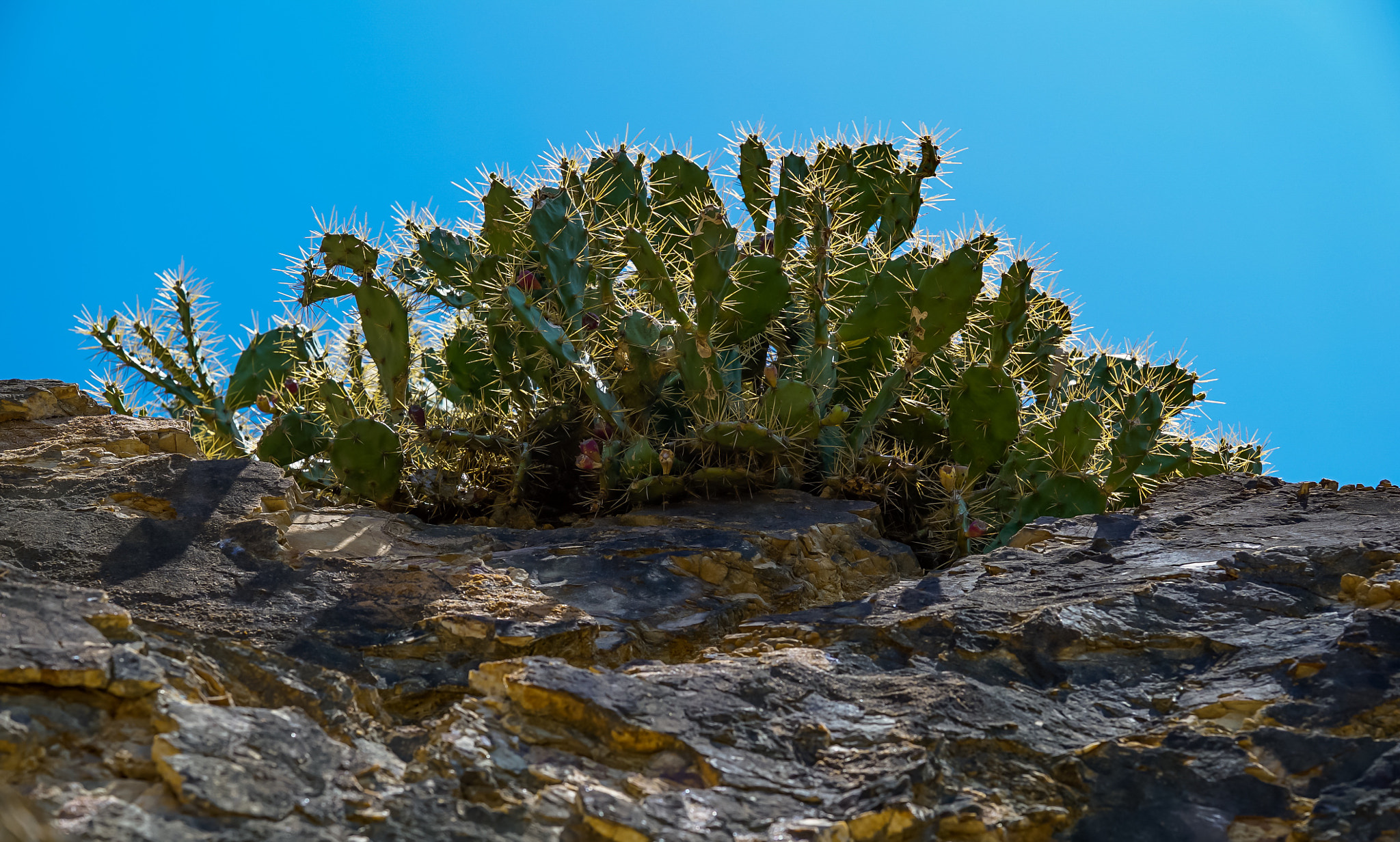 Sony FE 85mm F1.4 GM sample photo. Hard rock cactus photography