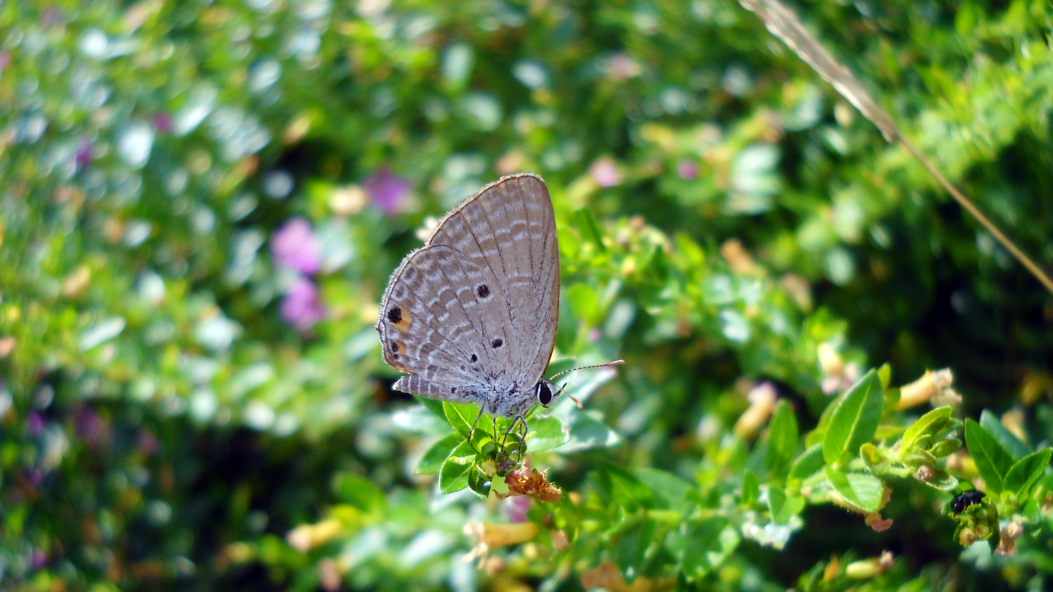 Nikon Coolpix L19 sample photo. Butterfly photography