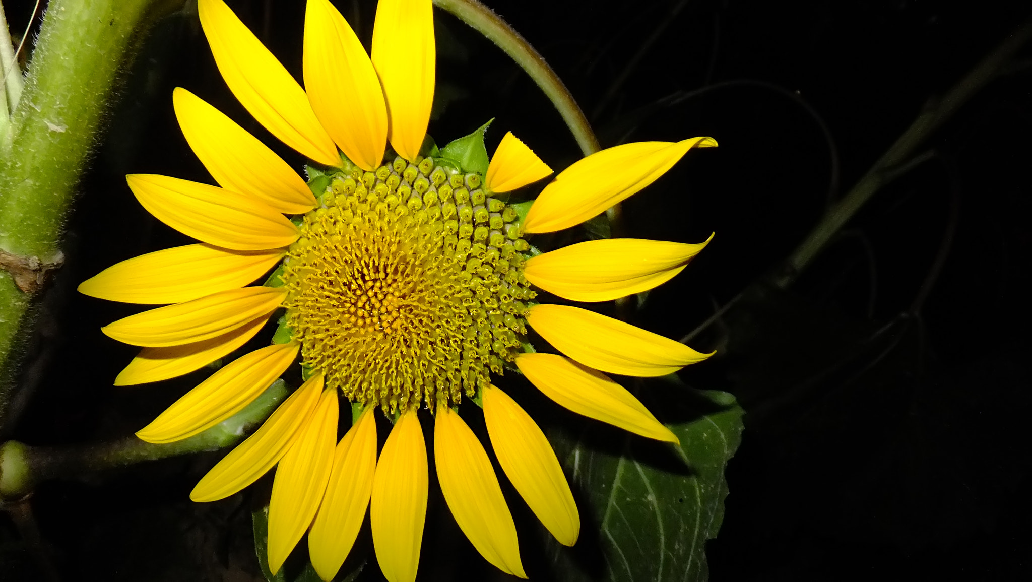 Fujifilm FinePix F665EXR sample photo. Sunflower photography